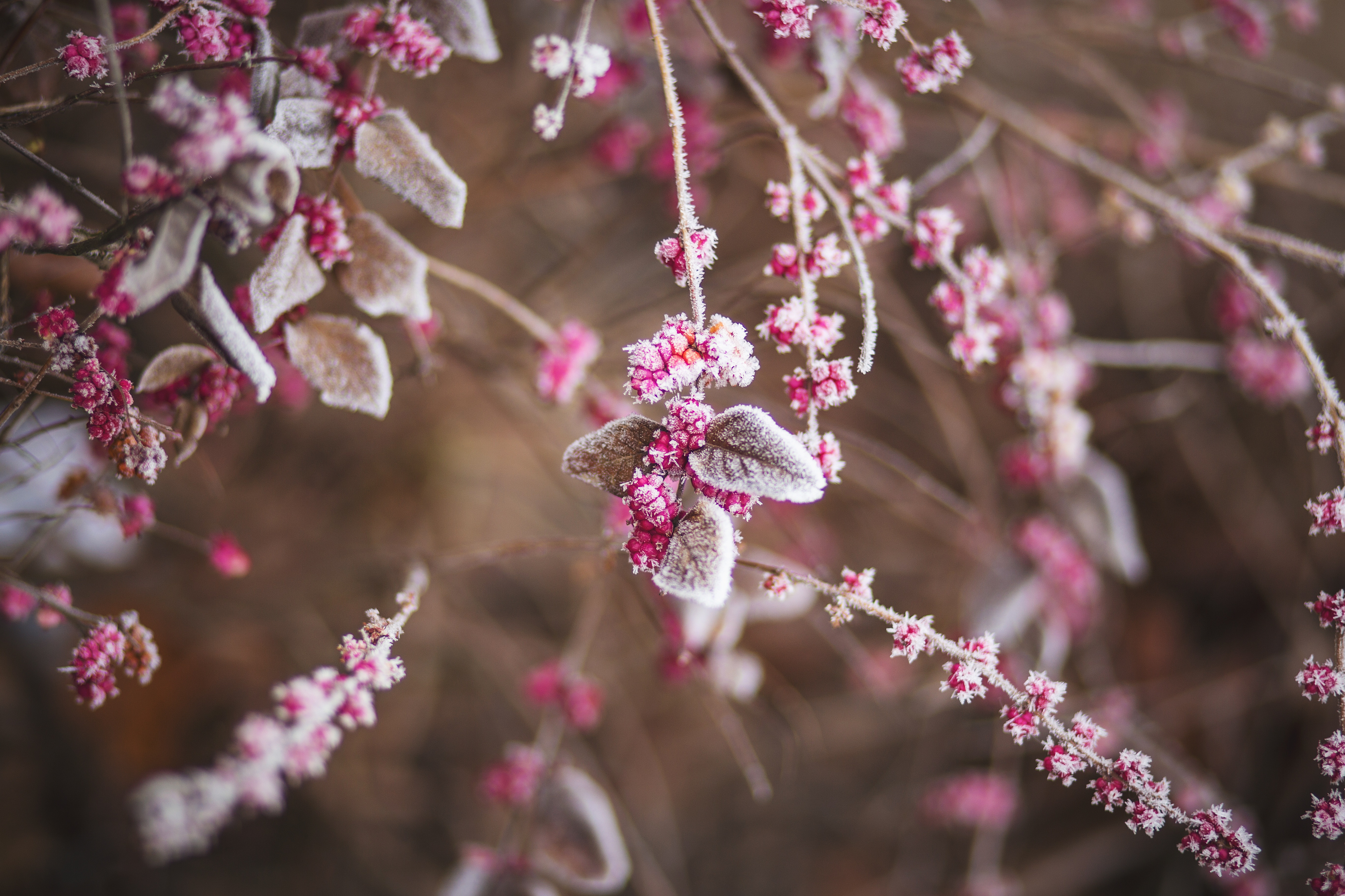 Free photo A bush with pink flowers.