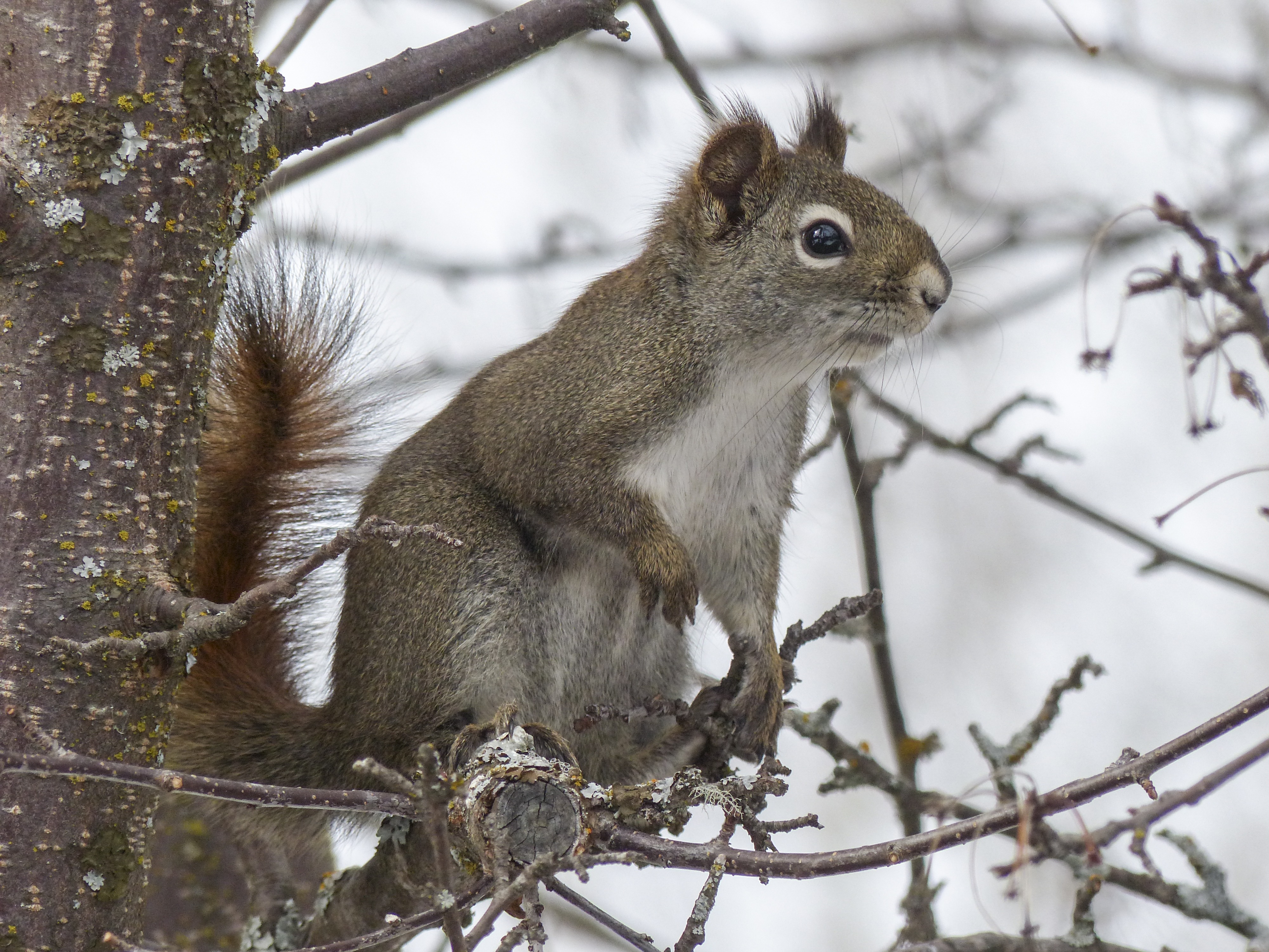 Free photo A squirrel sits in a tree