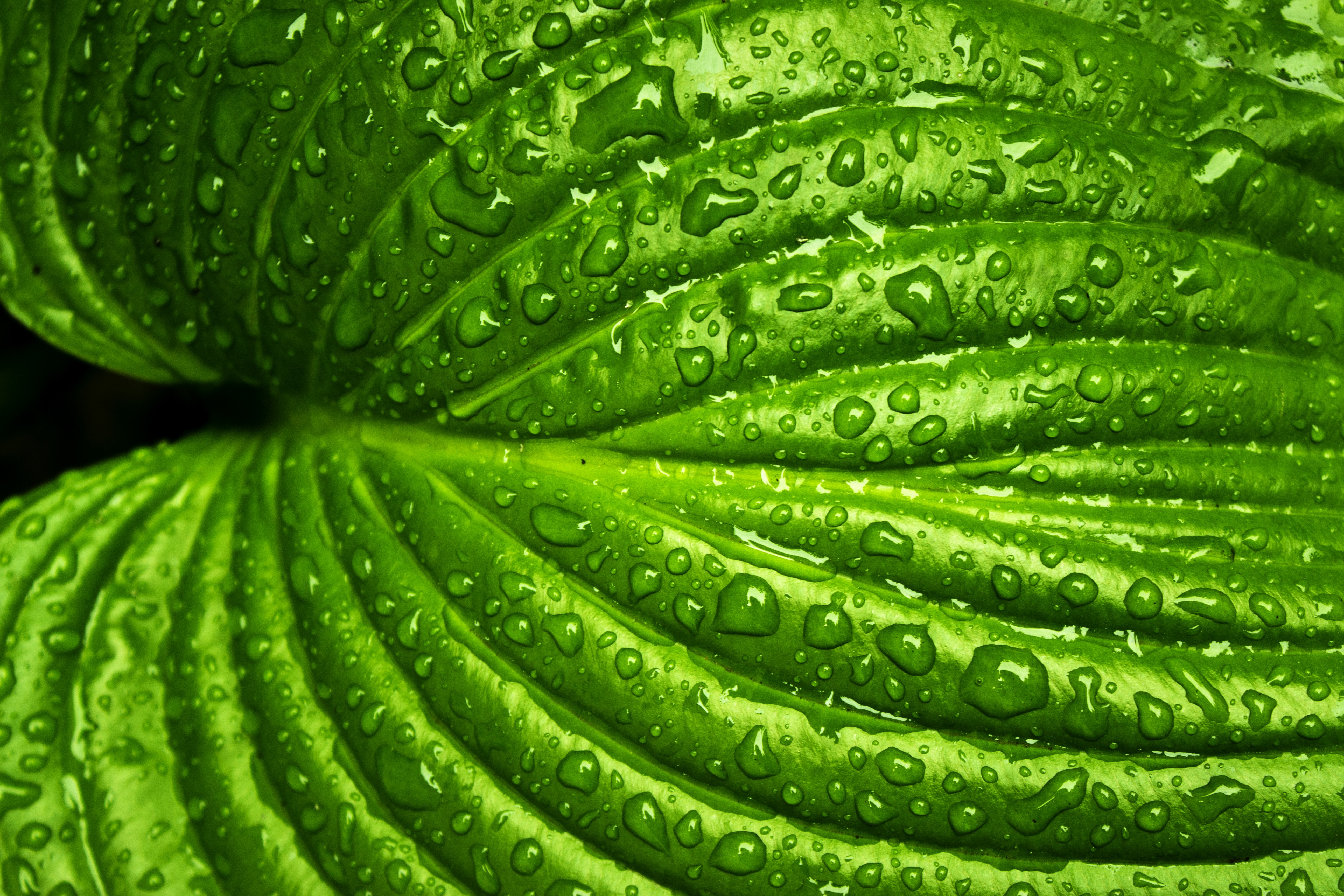 Free photo Green leaf with raindrops