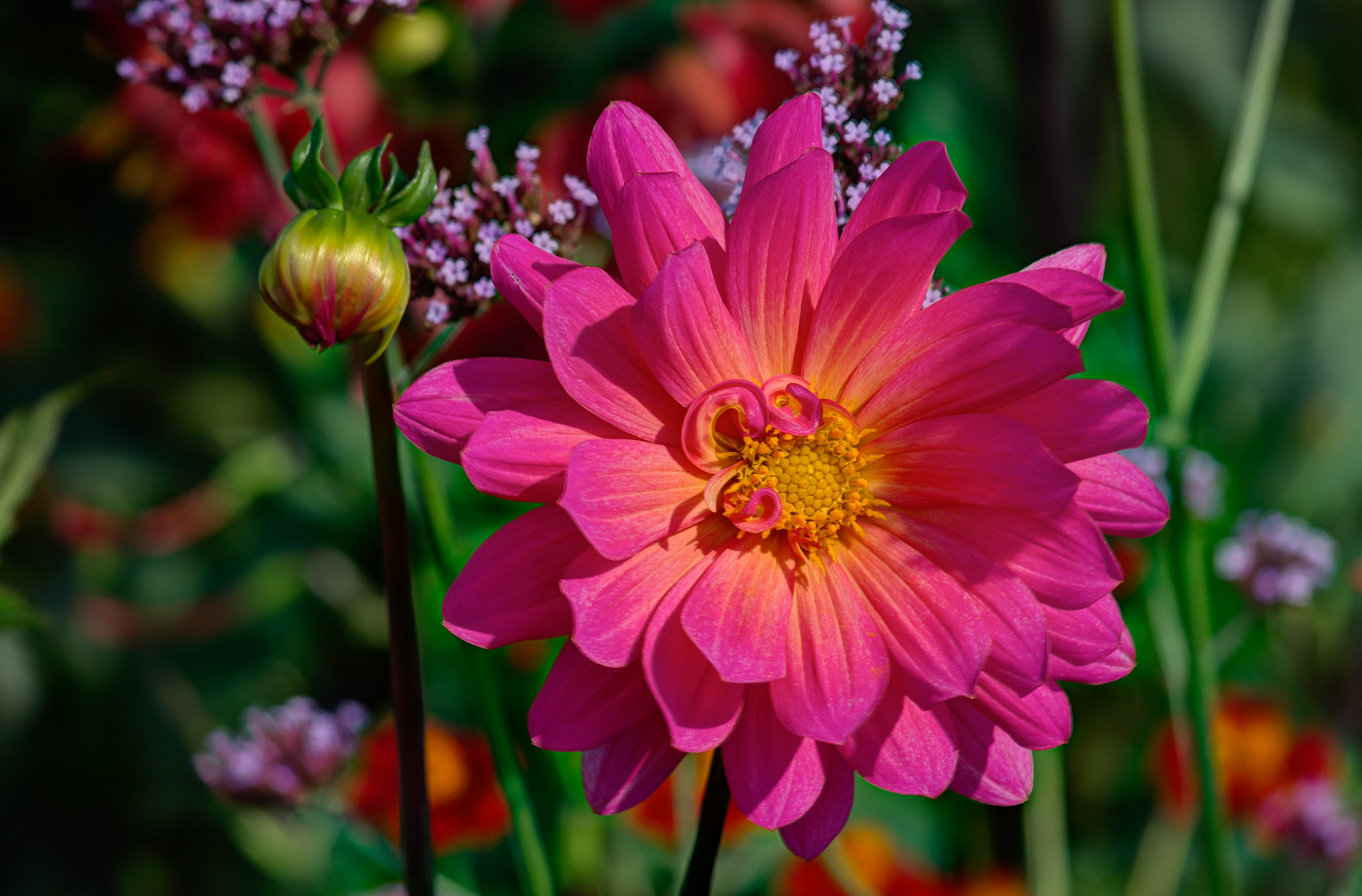 Wallpapers flora flowering Dahlia on the desktop