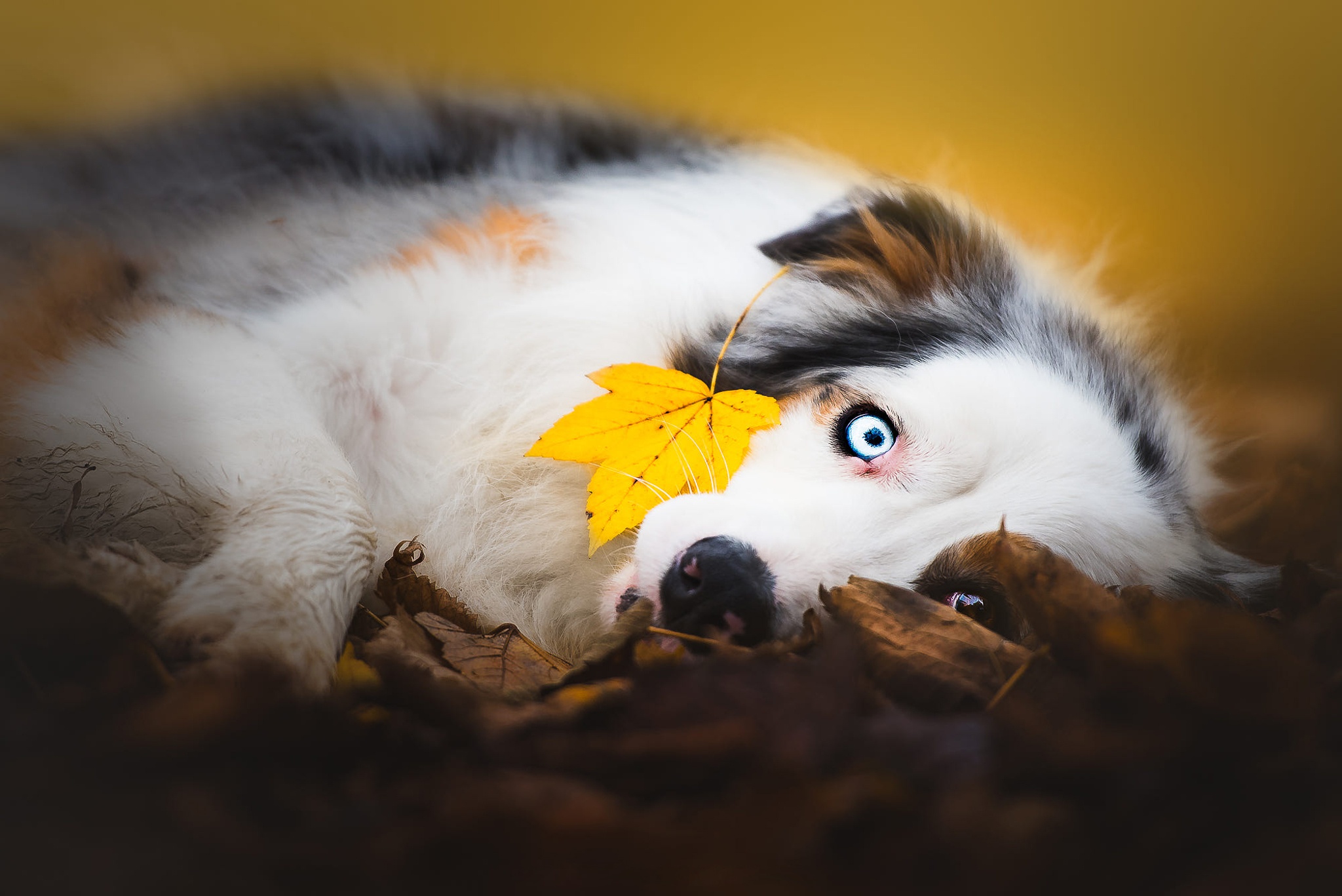 Free photo Yellow leaf, blue eyes