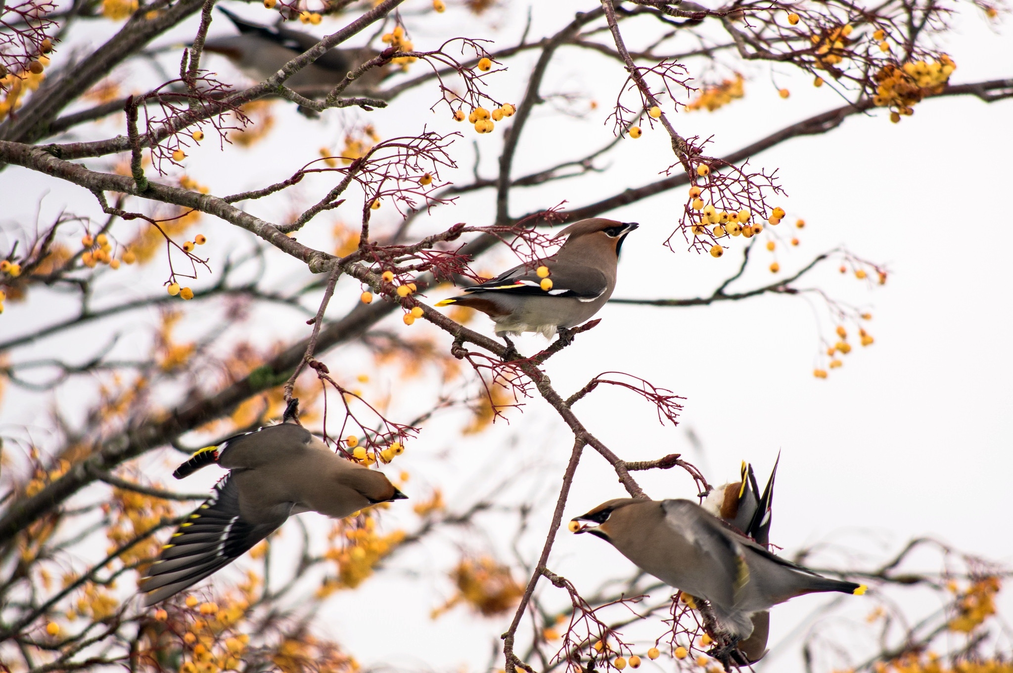 Free photo Birds eating berries on the tree.