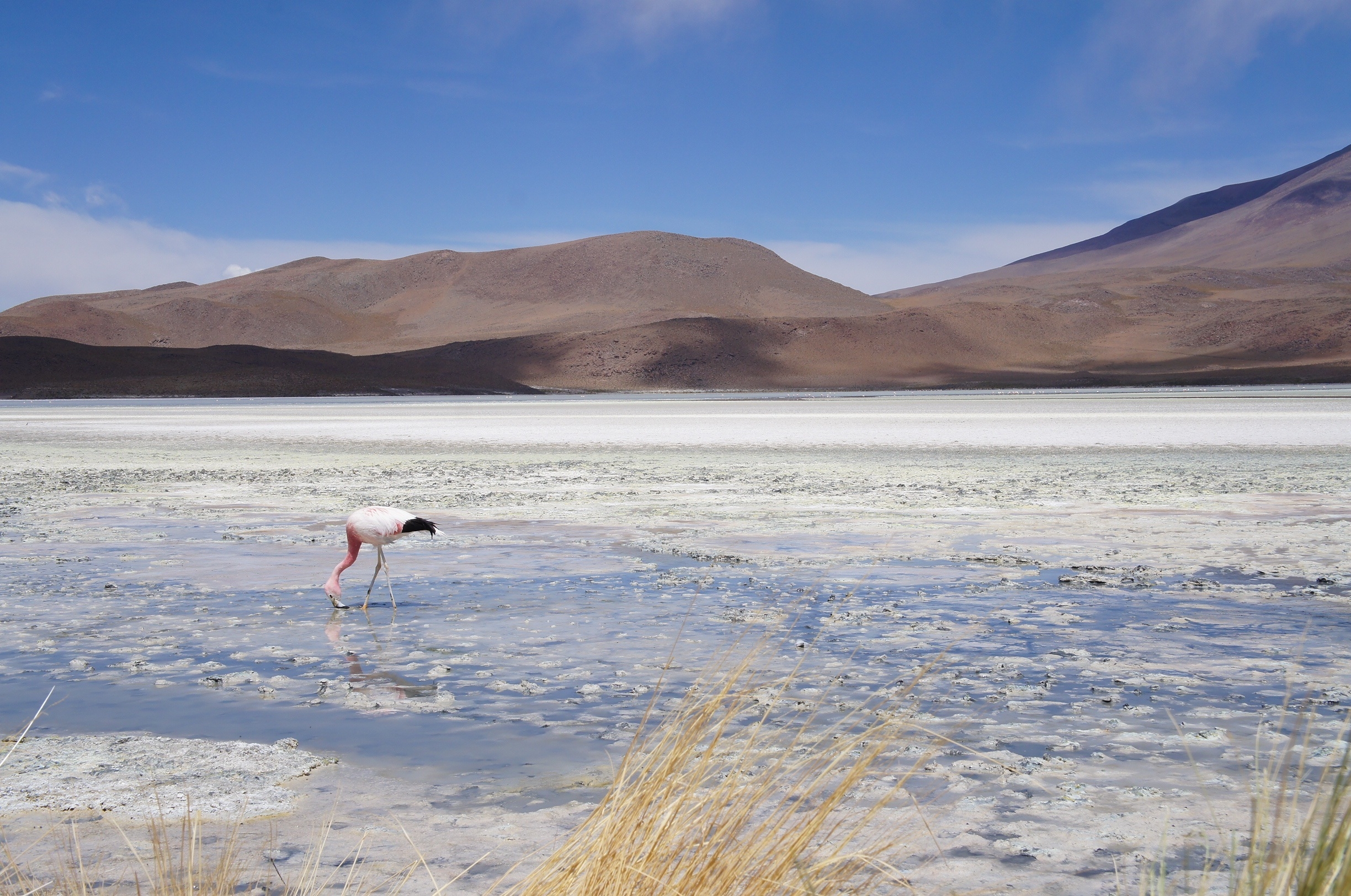 Free photo White flamingo looking for food