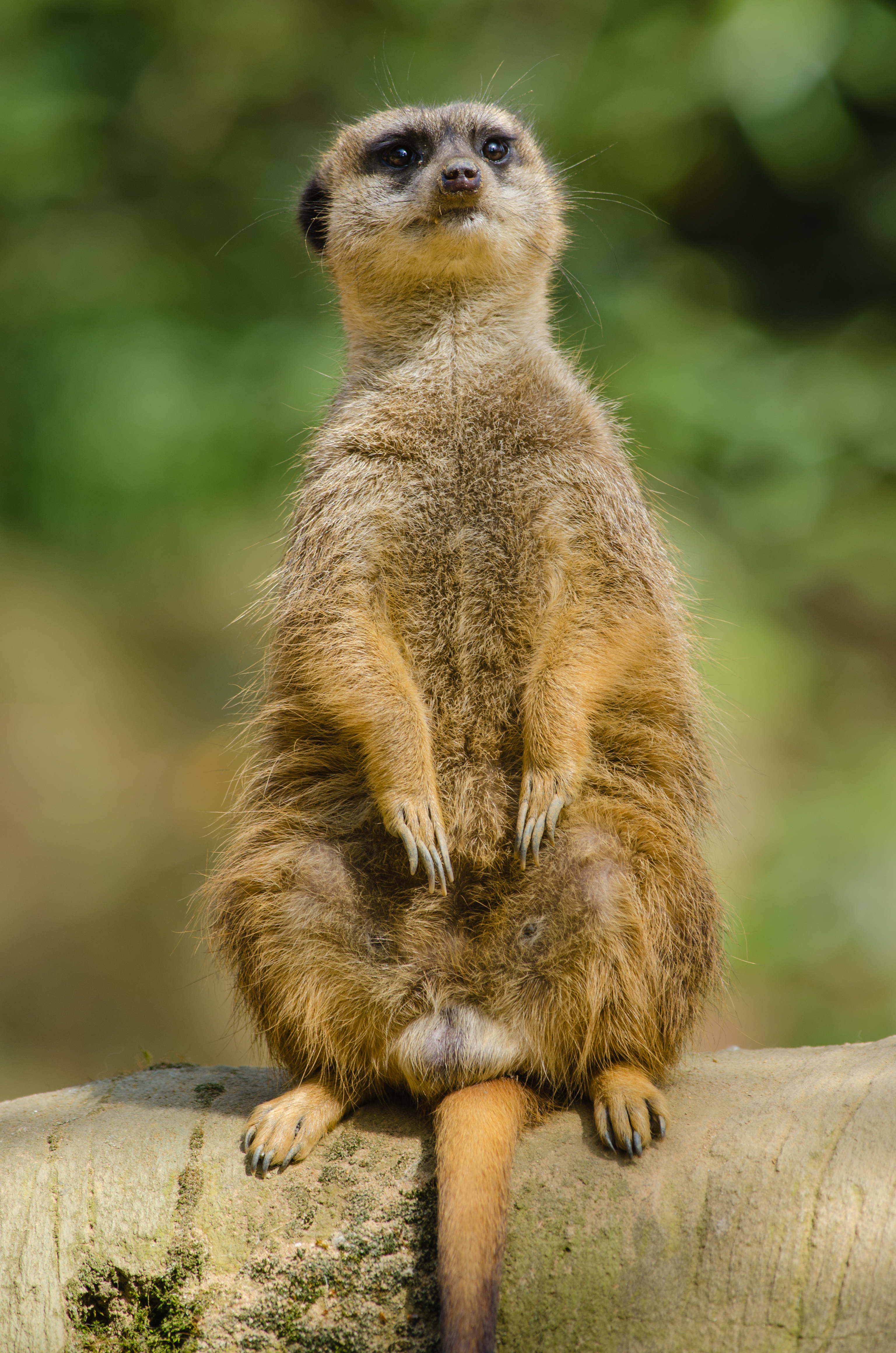 Free photo The meerkat looks off into the distance