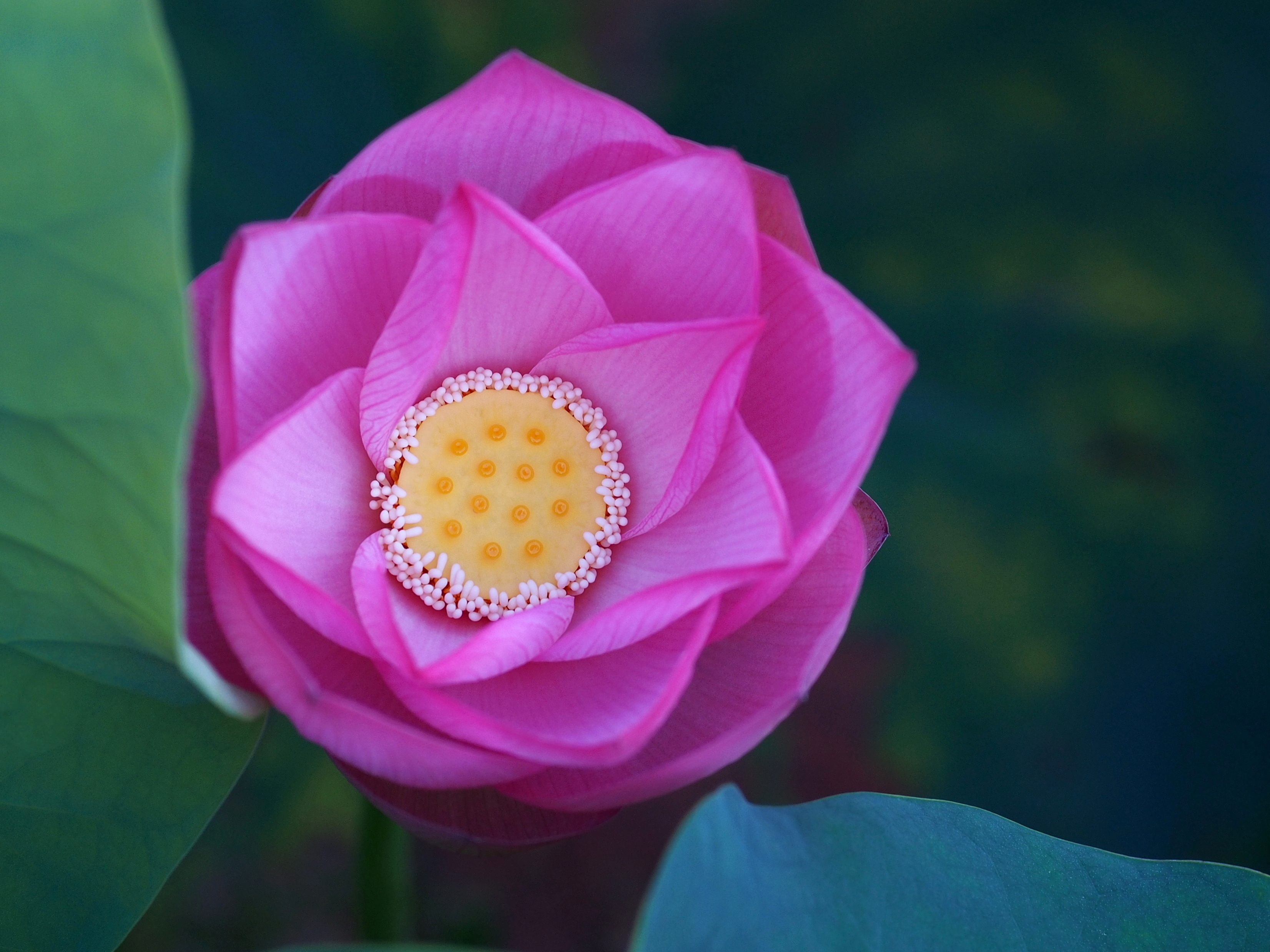 免费照片美丽的花朵--莲花的图片