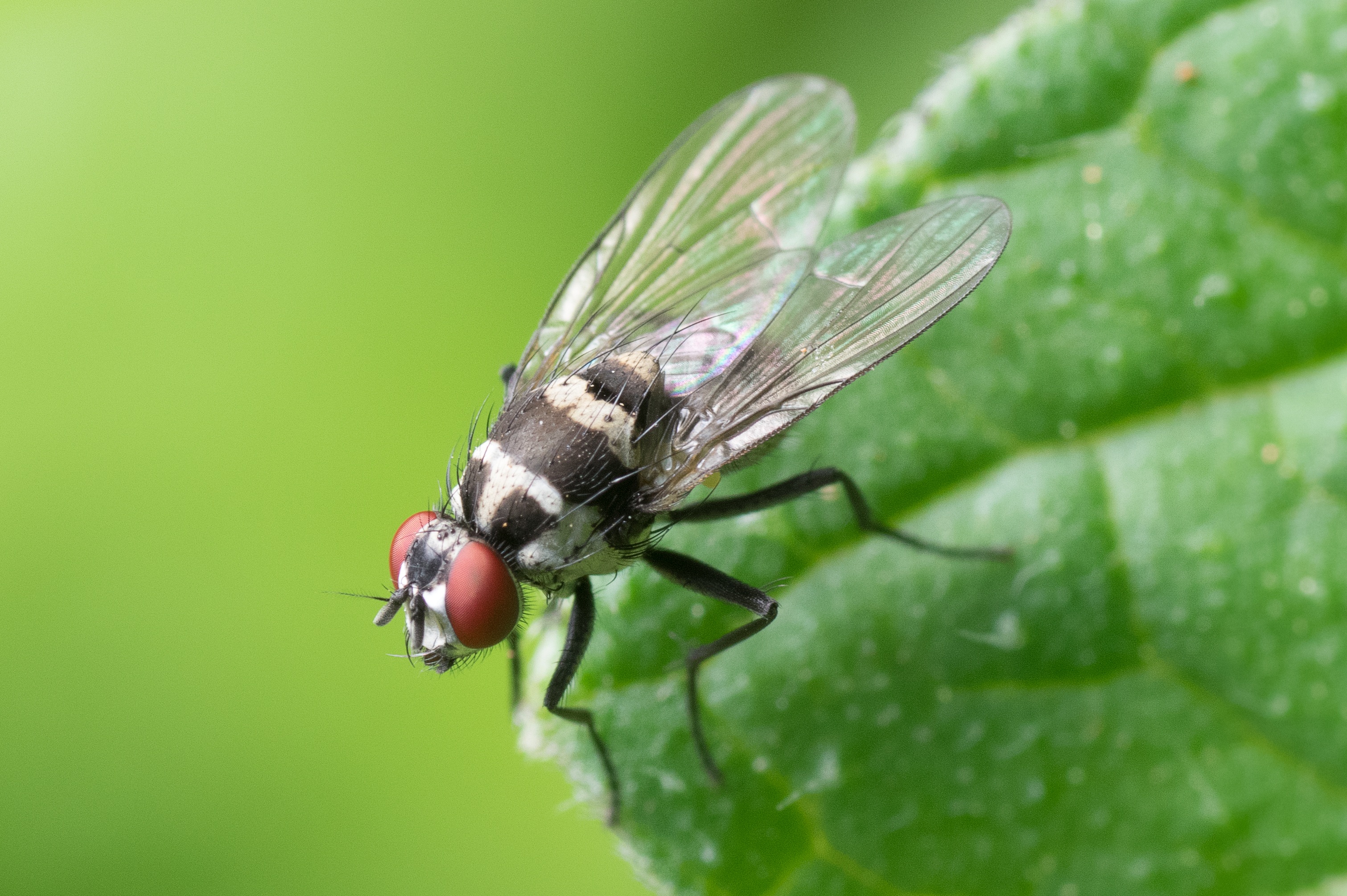 Wallpapers insect membrane winged insect wildlife on the desktop