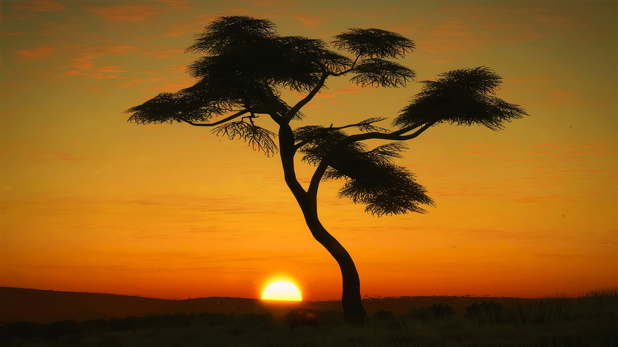 Wallpapers Africa tree sunrise on the desktop