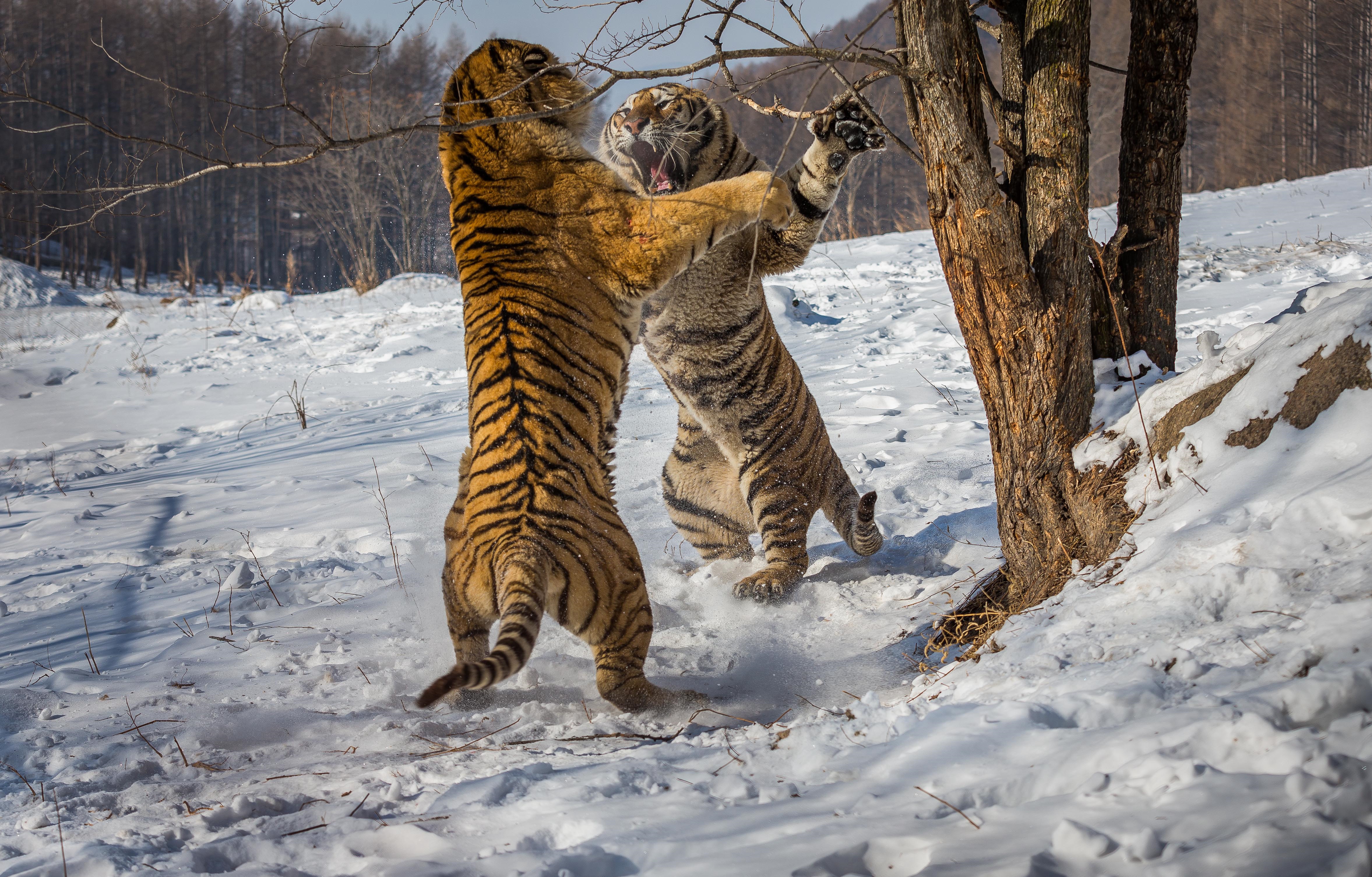 Wallpapers tiger two tigers fight on the desktop