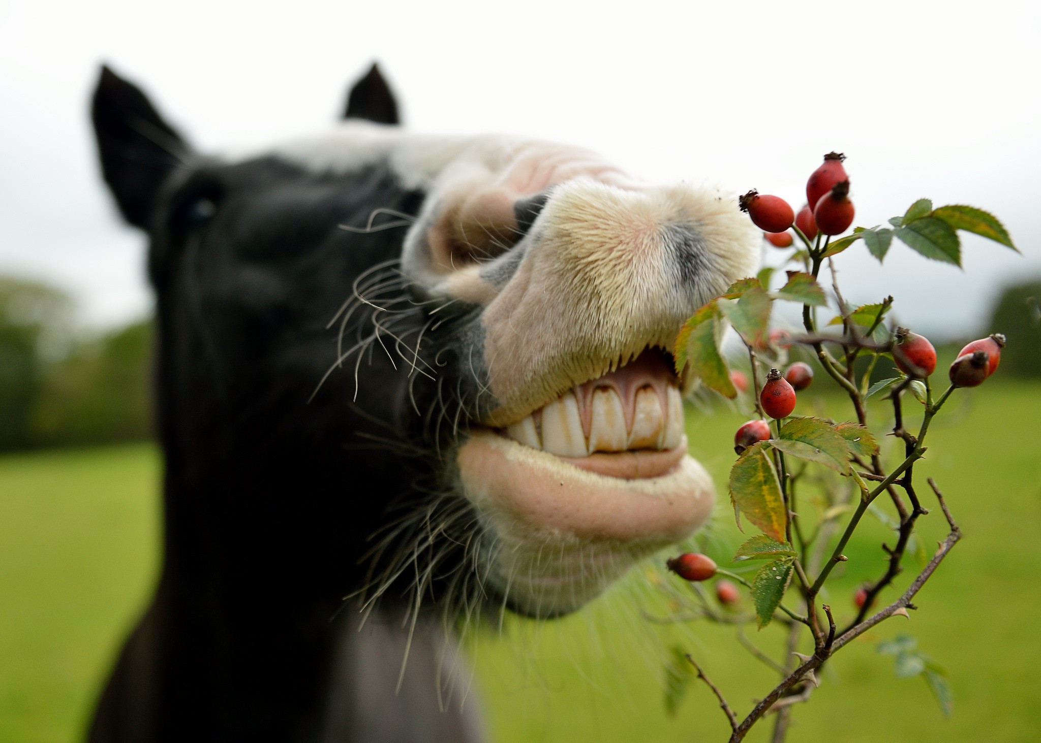 A horse sniffing berries on a branch.