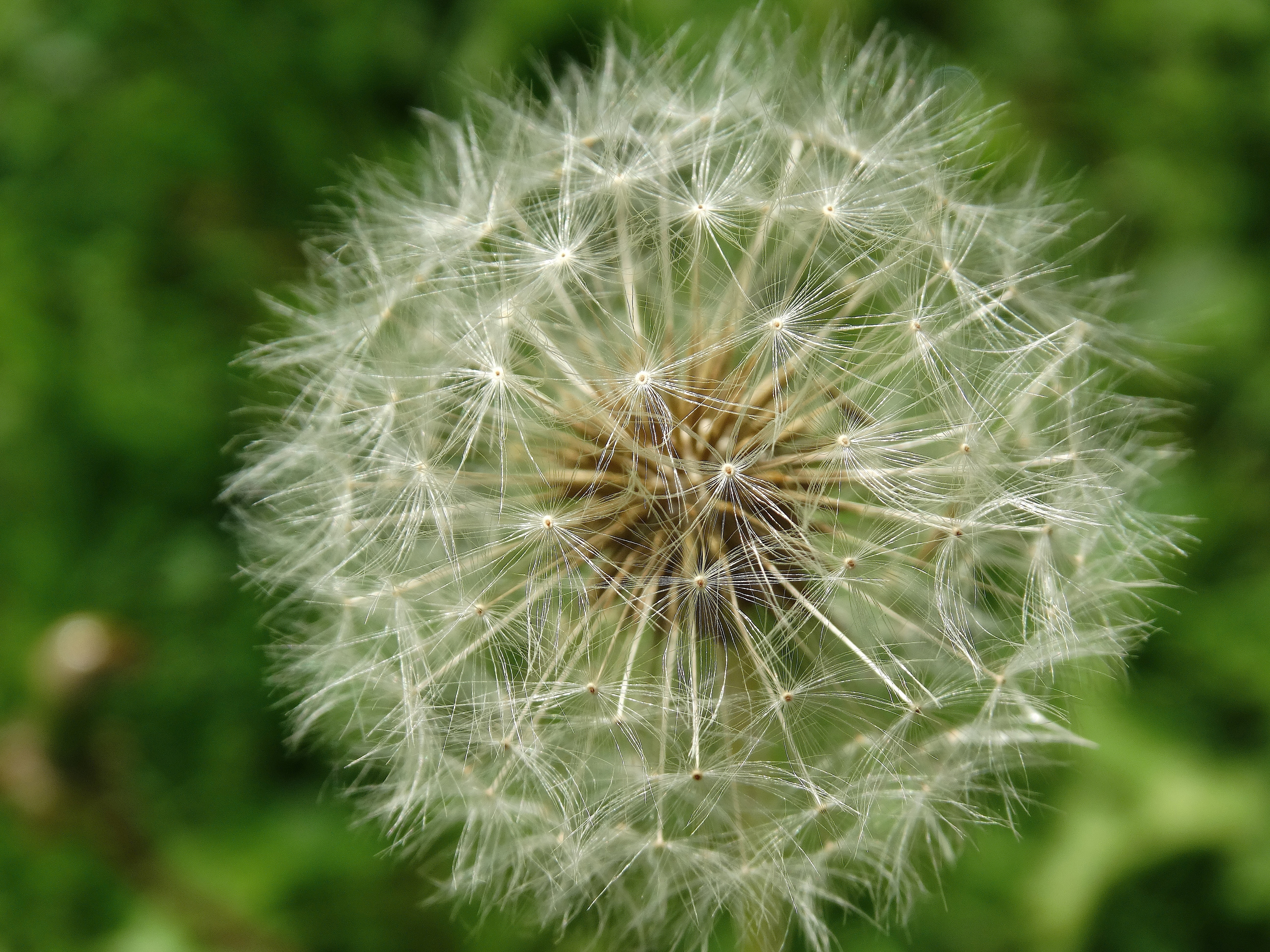 Free photo Ripe dandelion with paraschutes.