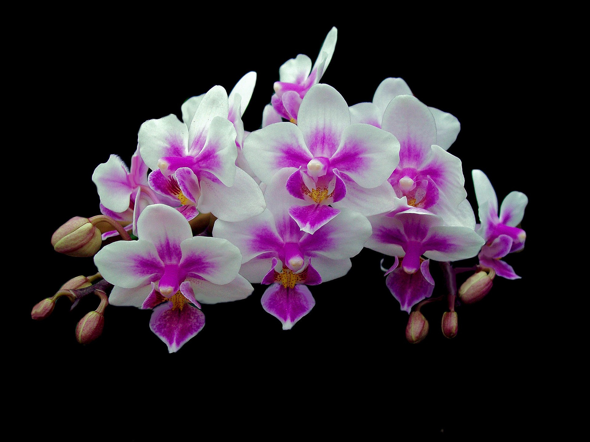 Pink flower with white petals.