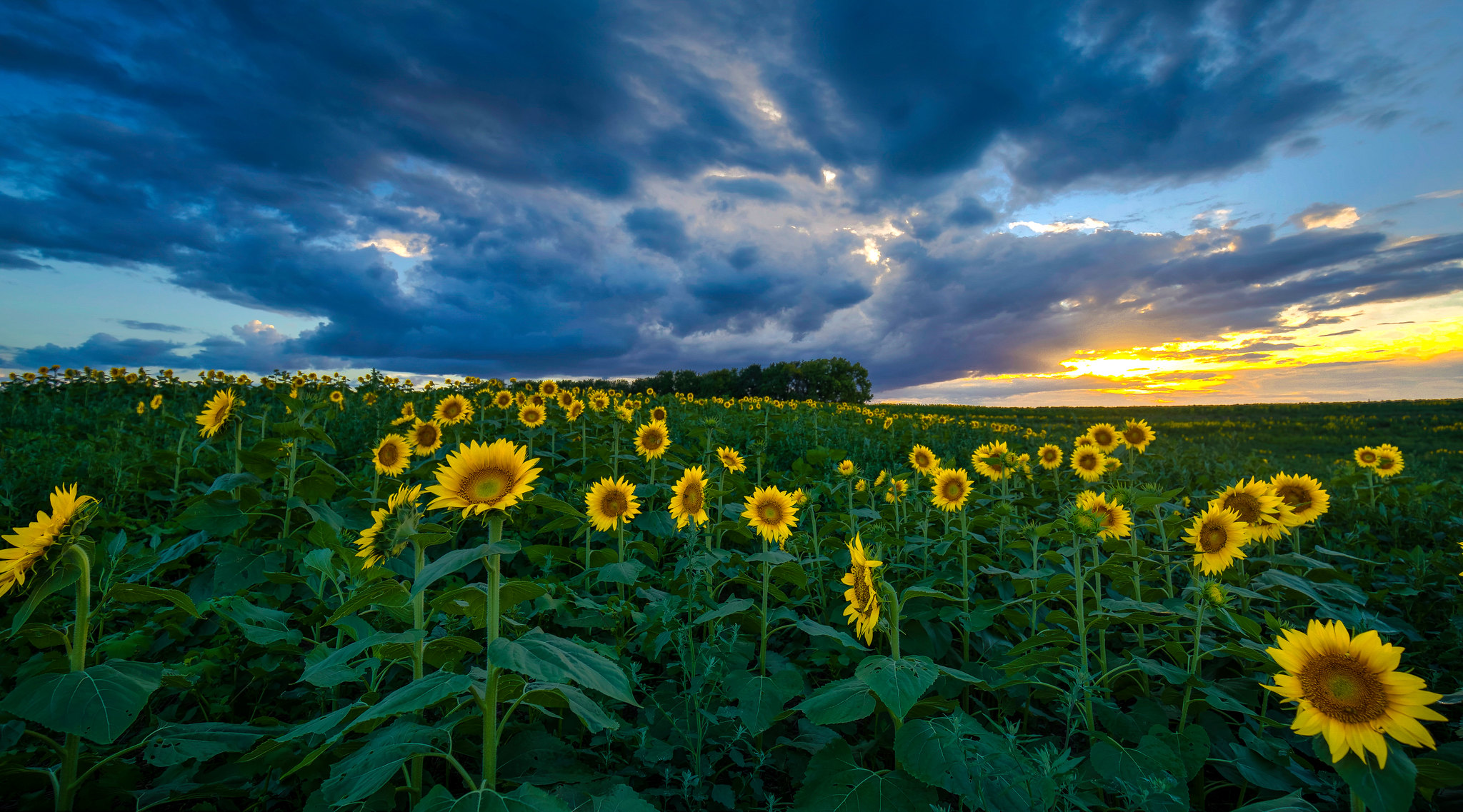 Wallpapers field summer landscape beautiful sky on the desktop