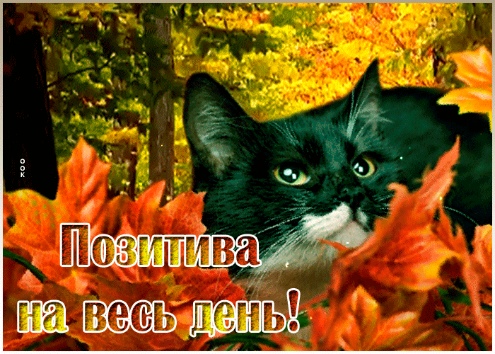 Открытка на тему позитива на весь день природа осенние листья скачать бесплатно
