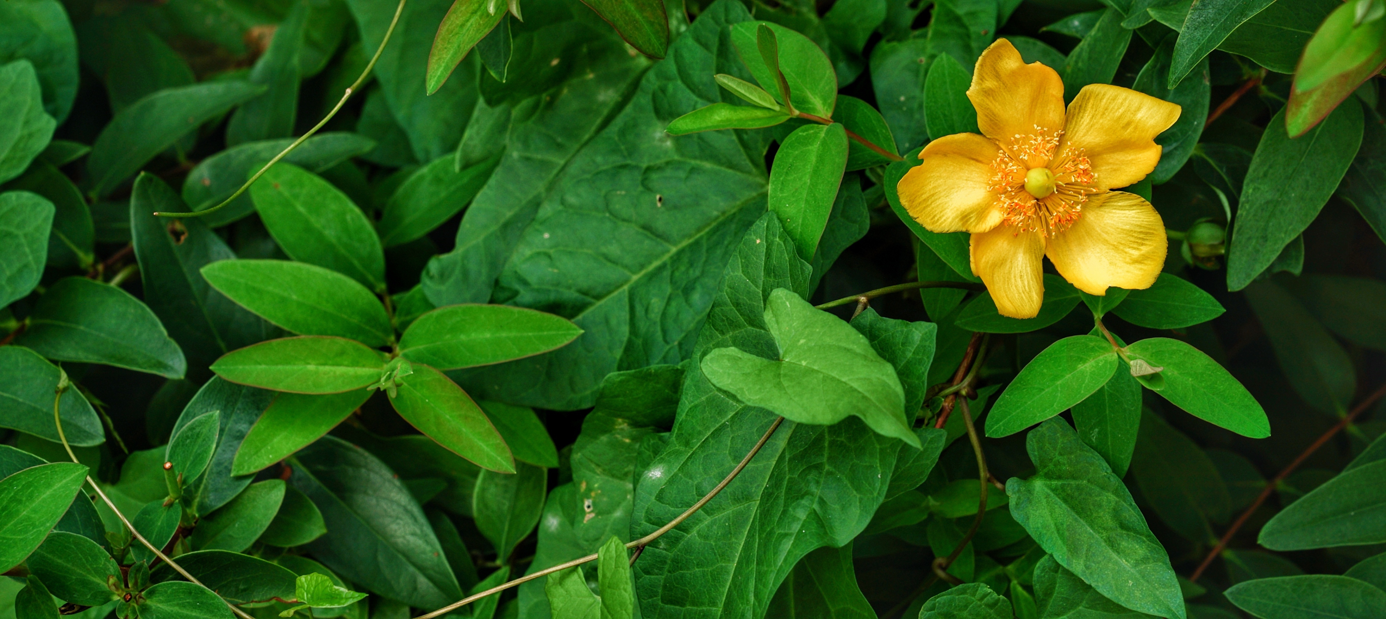 Free photo A lone yellow anemone in a green shrubbery