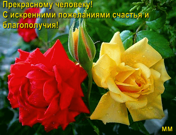 Postcard on the theme request a woman roses download for free