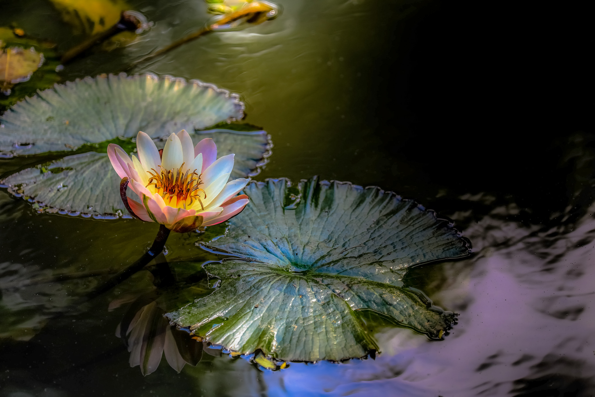 Wallpapers body of water water beauty flora on the desktop