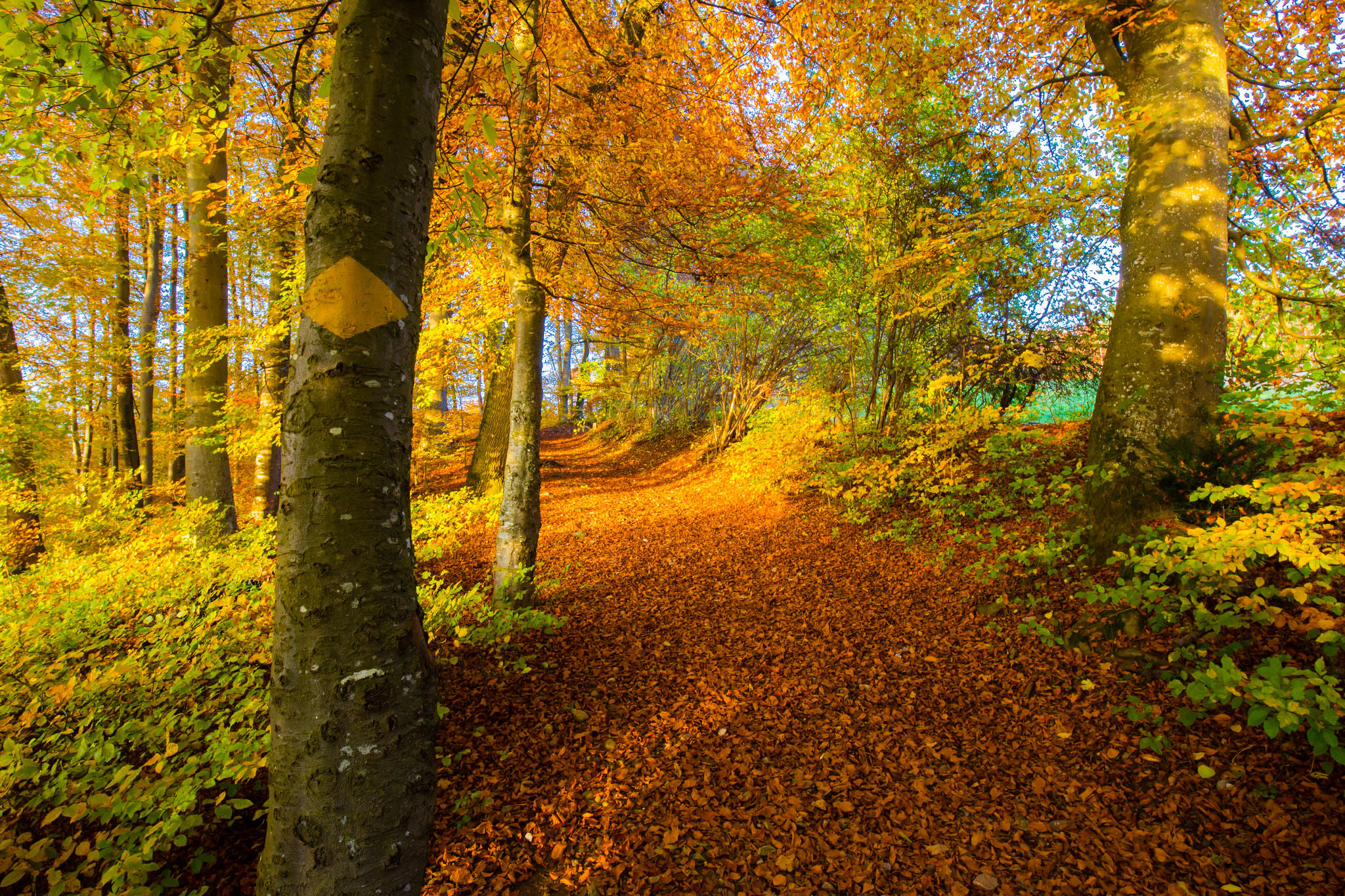 Free photo Dry leaves on a forest path.