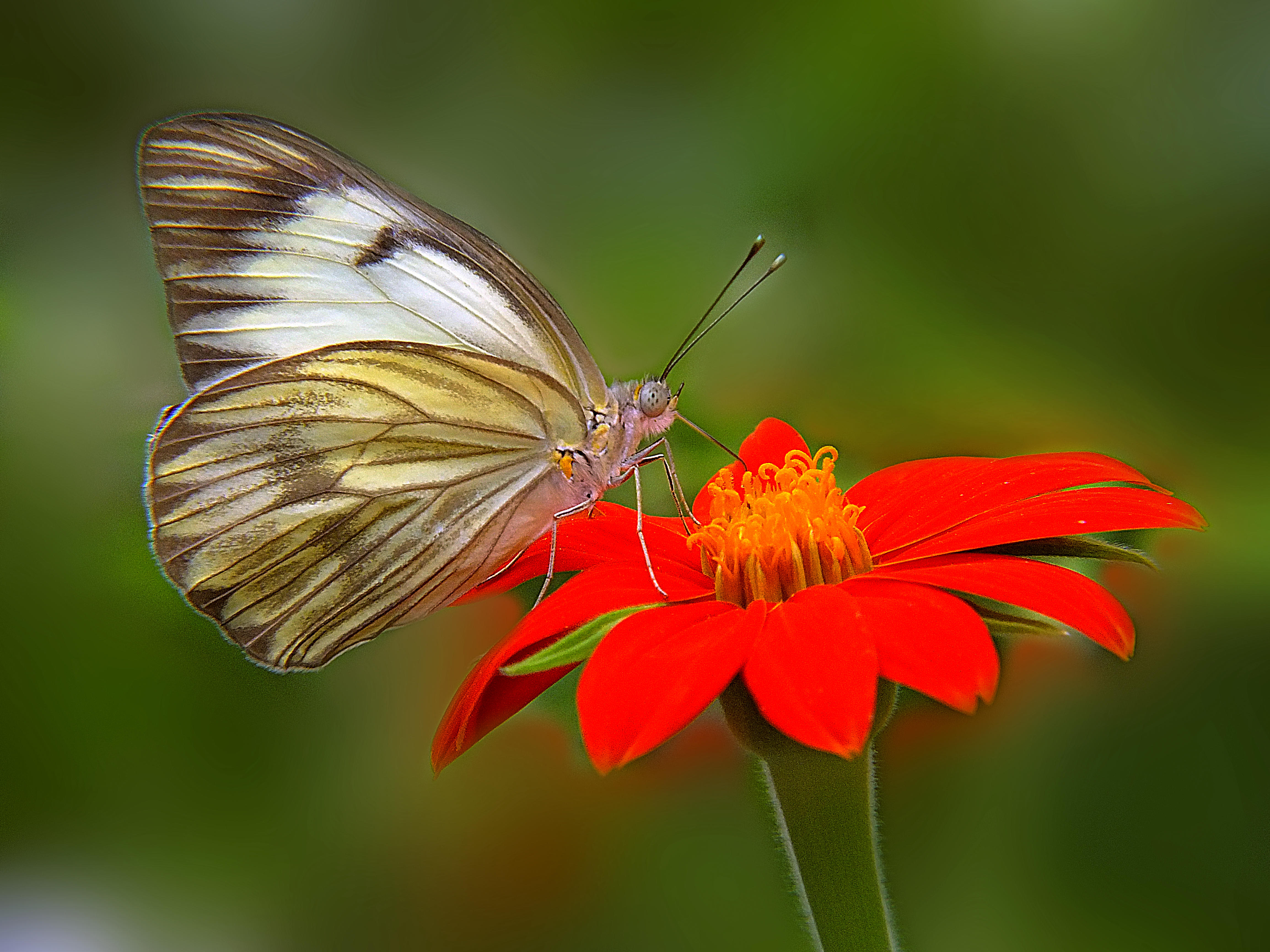 Wallpapers flower butterfly butterfly on flower on the desktop