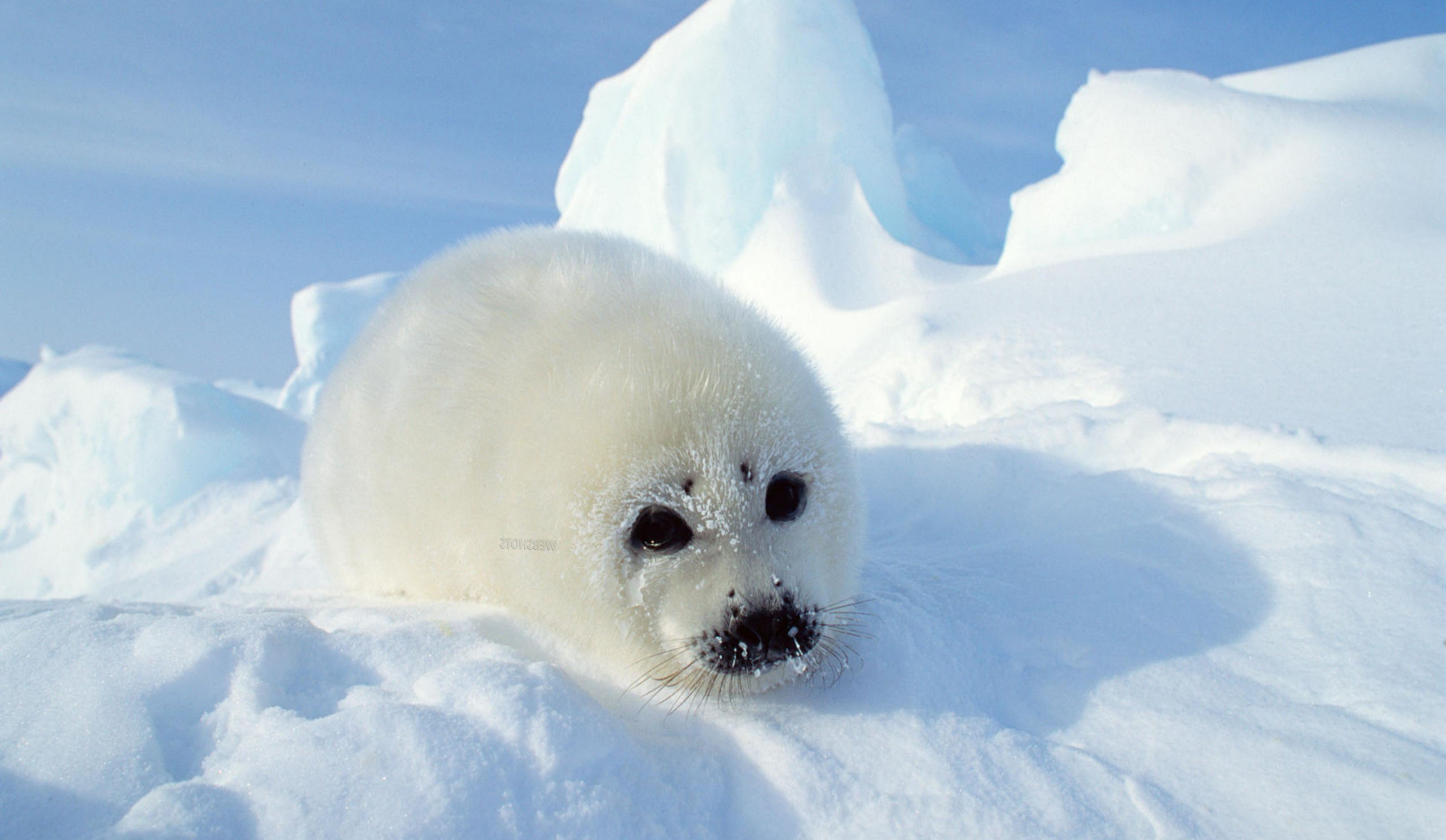Пушистый комочек