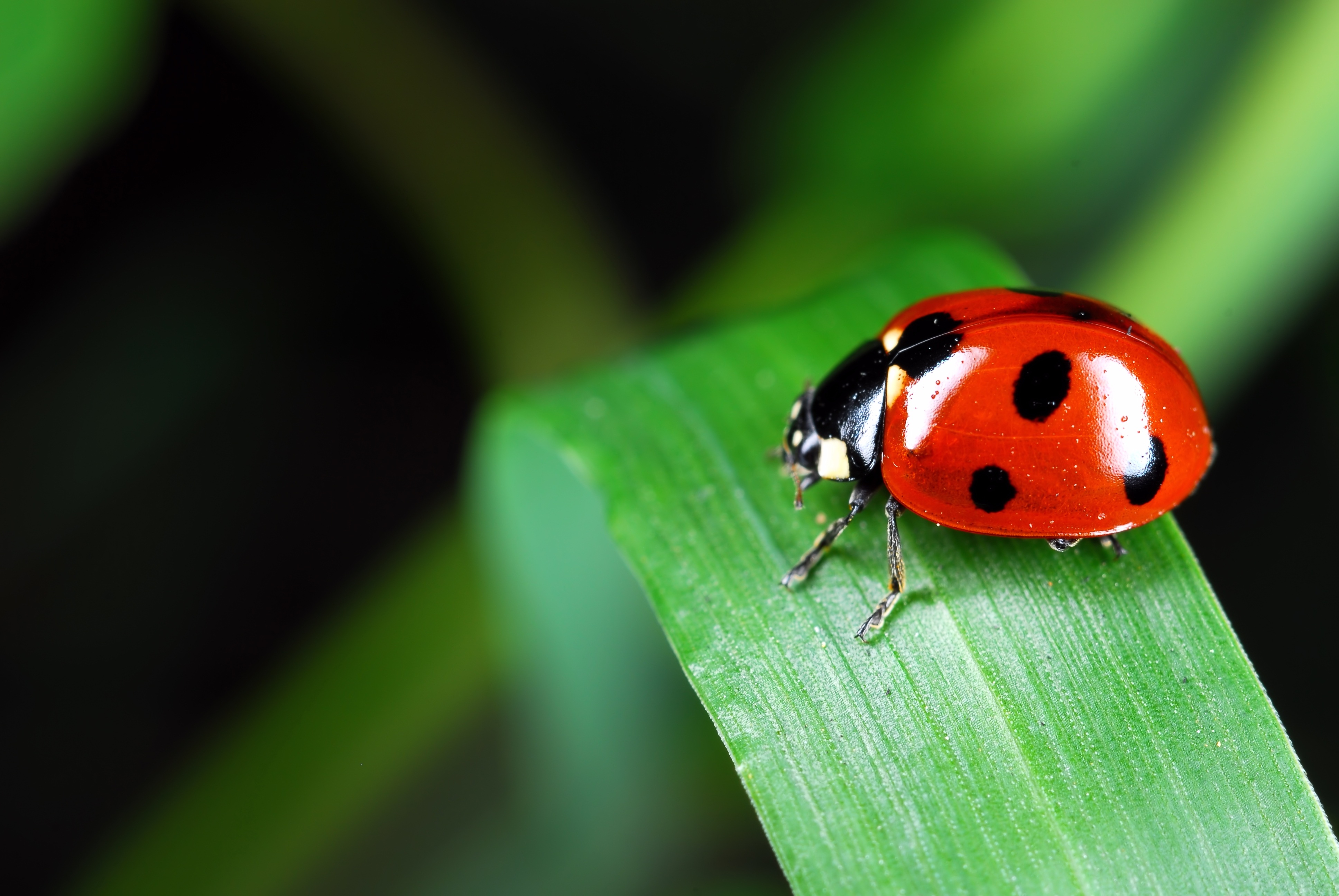 Free photo A red ladybug crawls on a leaf of grass