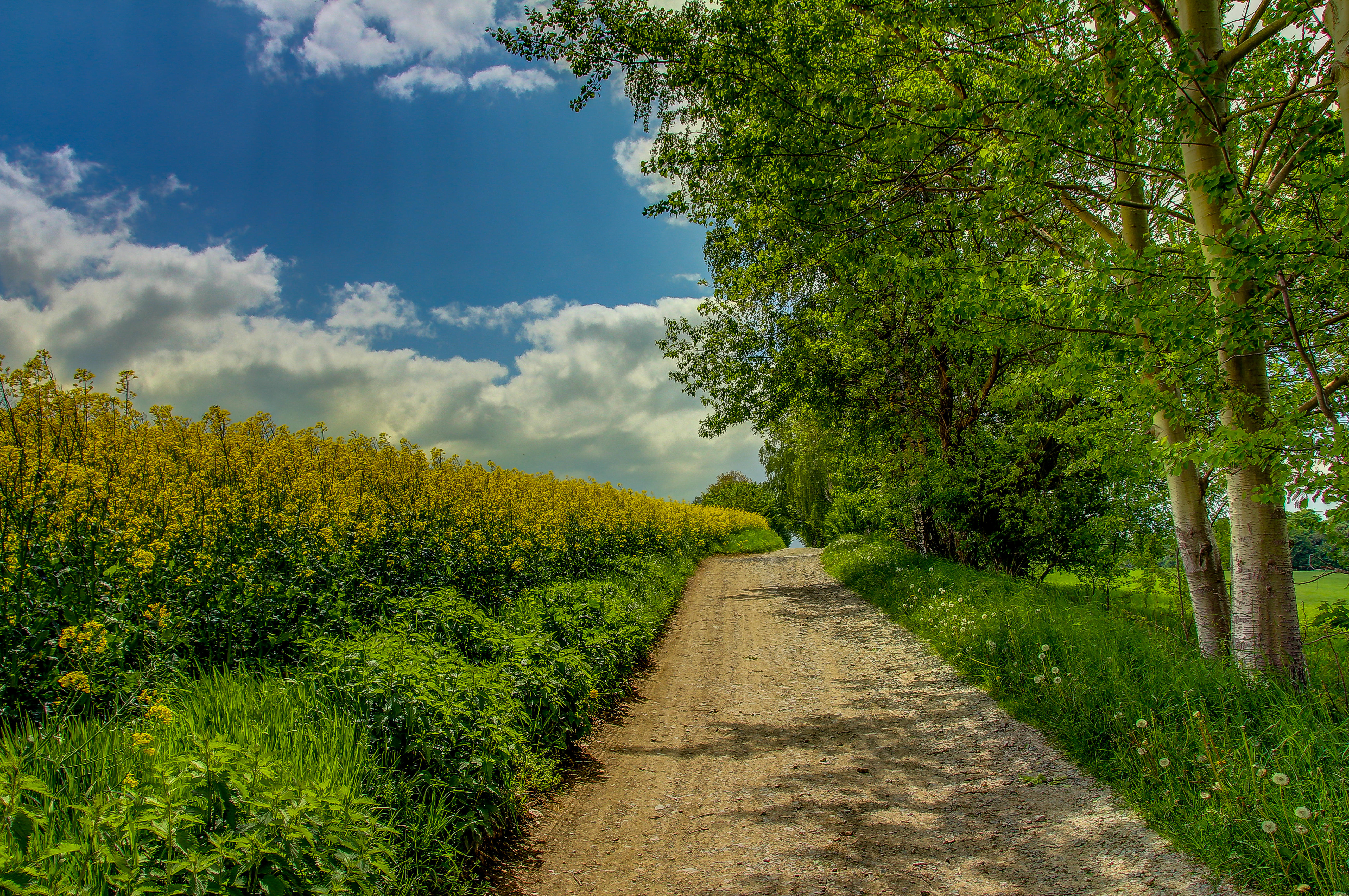 Wallpapers landscape flowers road on the desktop