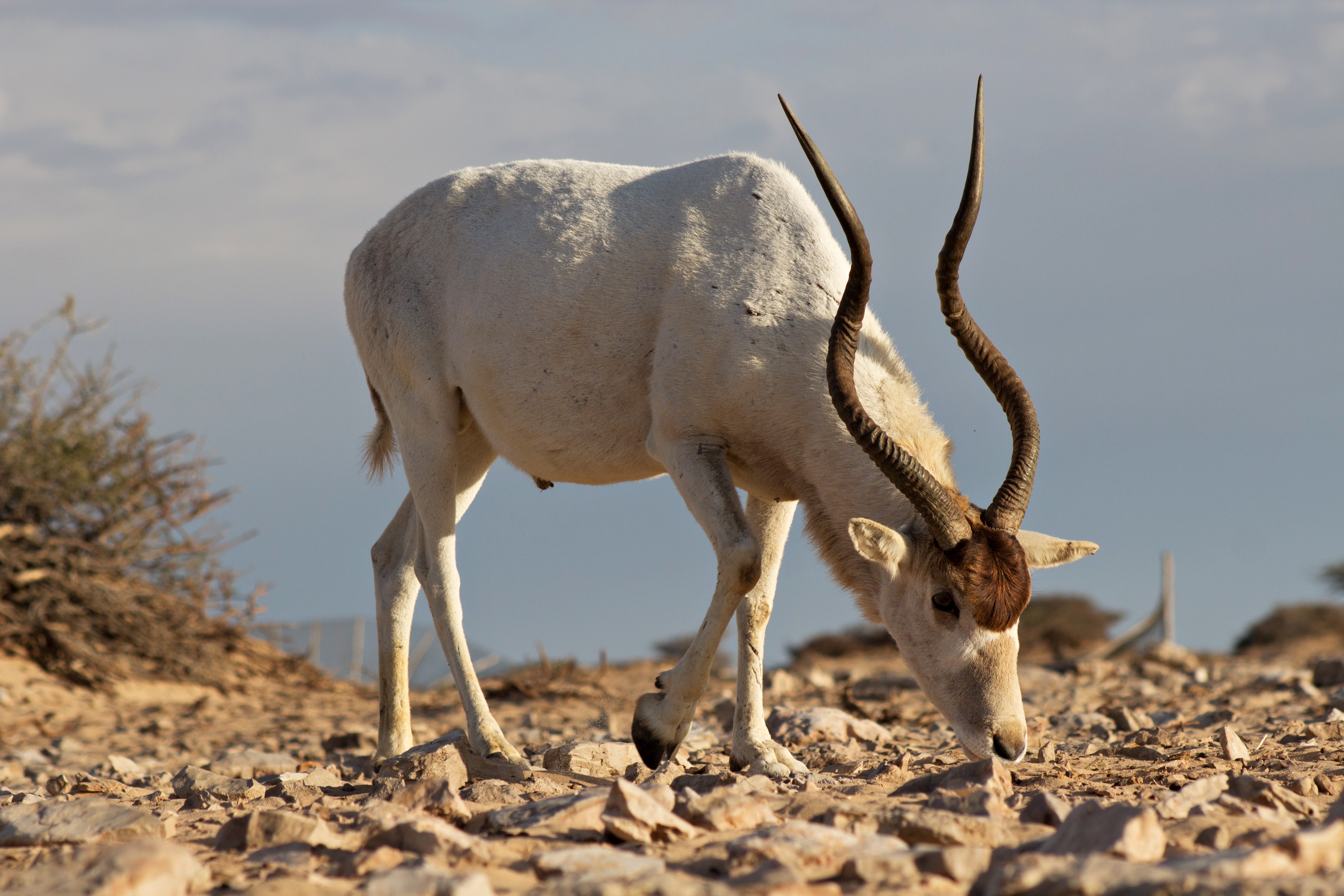 免费照片沙漠中长角的阿达克斯羚羊