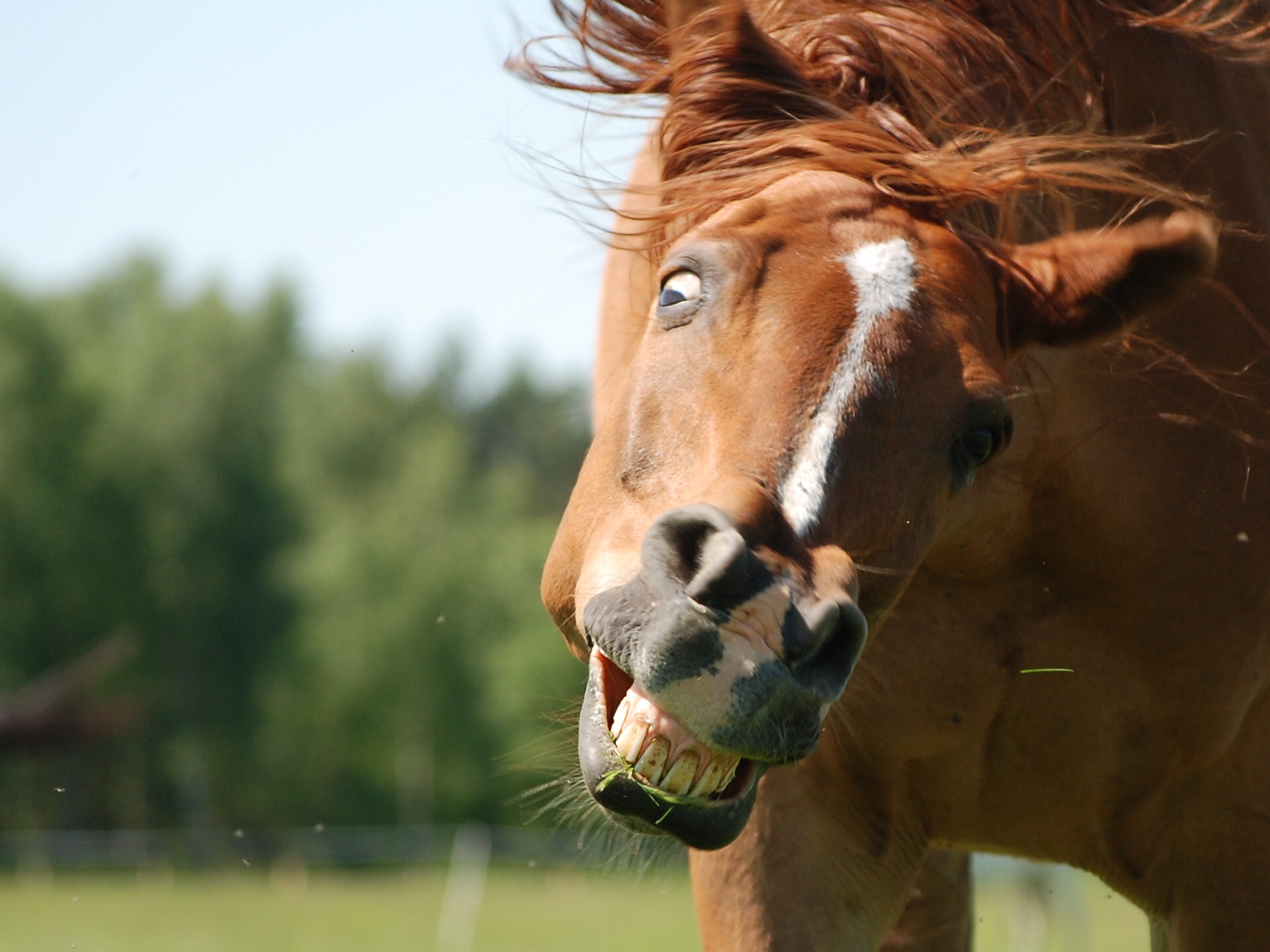 Free photo Funny Horse