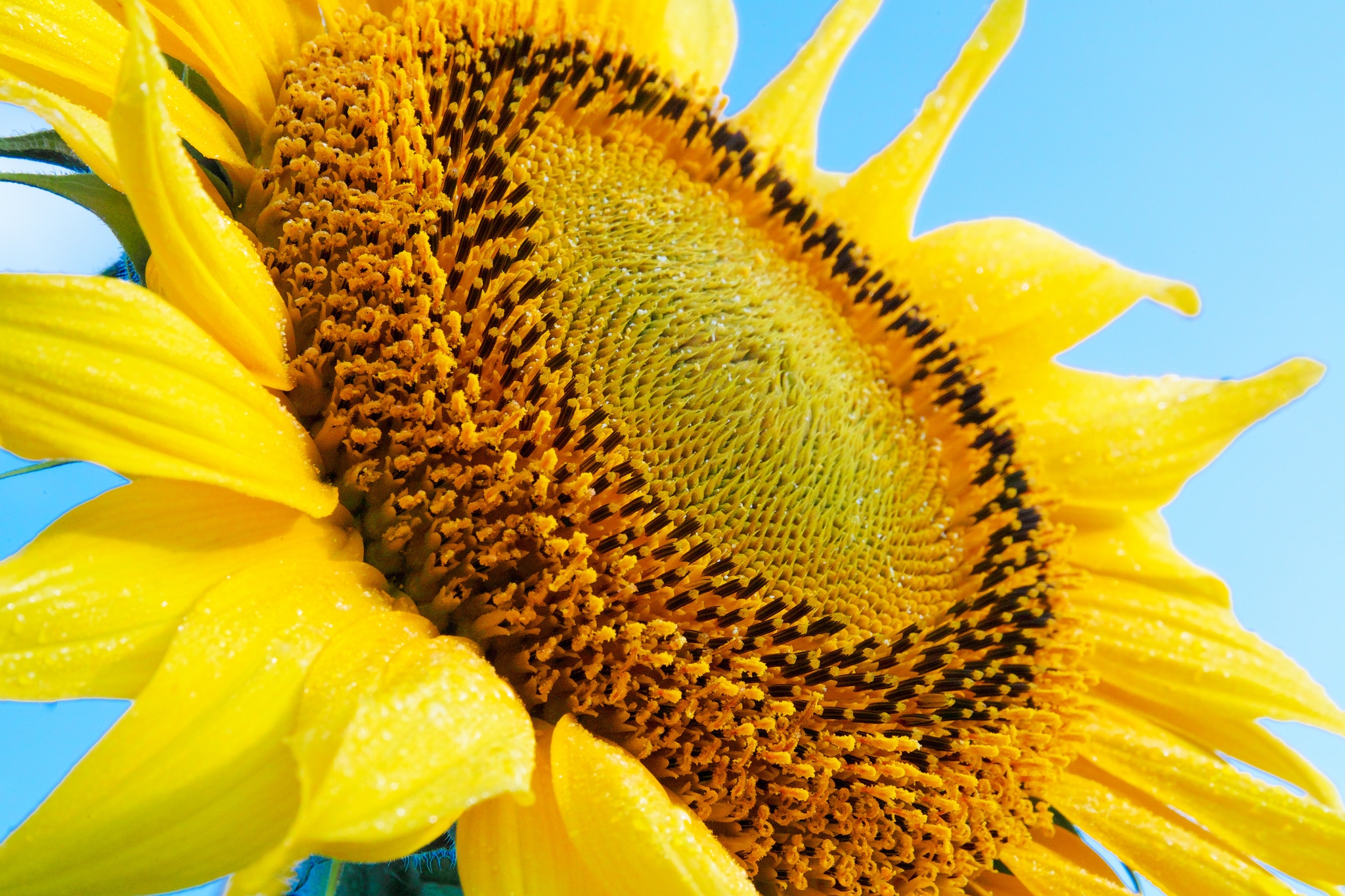 Wallpapers wallpaper sunflower grains close on the desktop