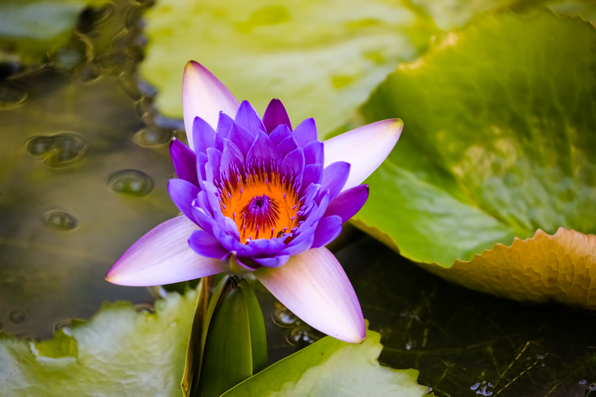 Wallpapers water-lilies beautiful flower body of water on the desktop