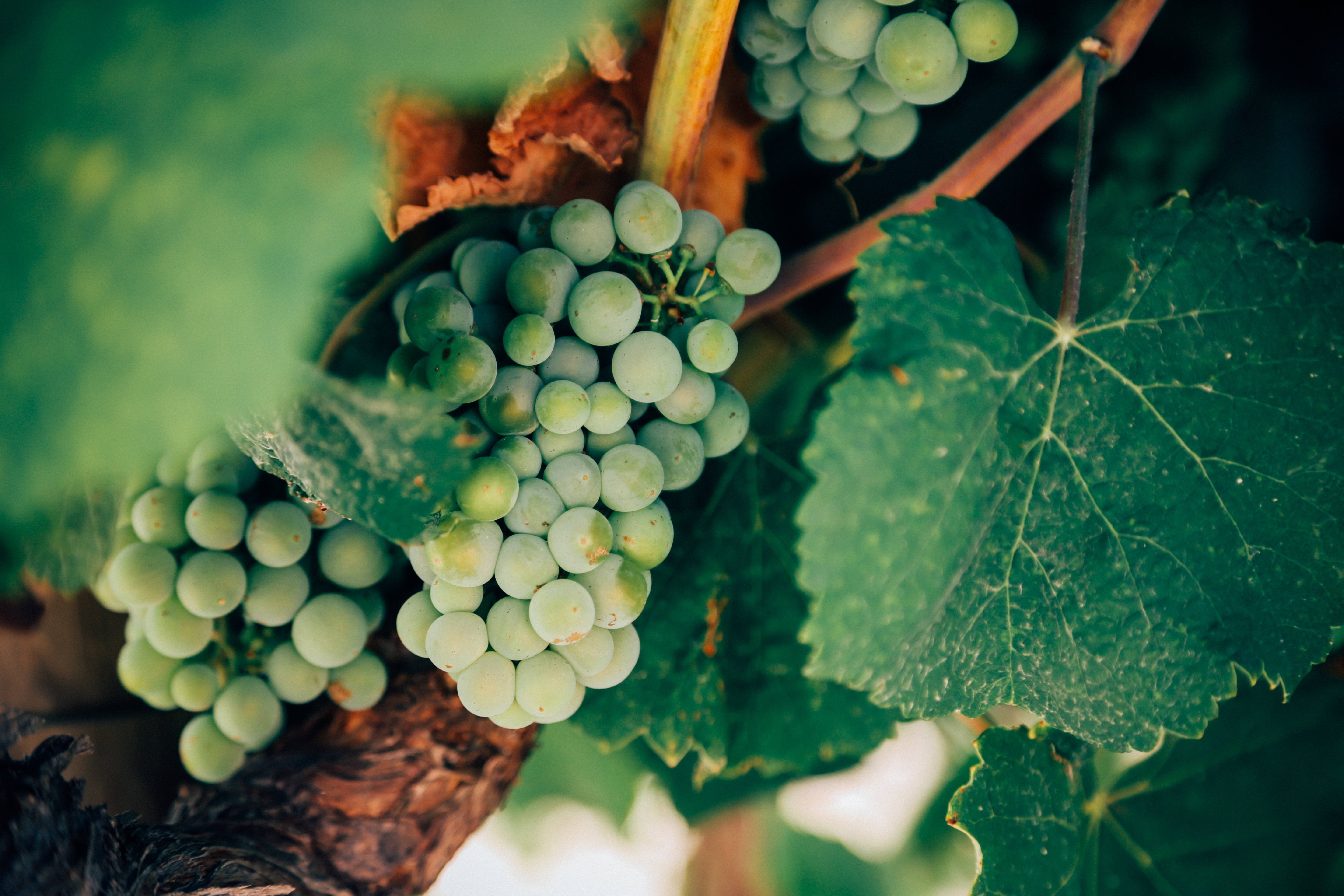 Free photo Green grapes on a tree