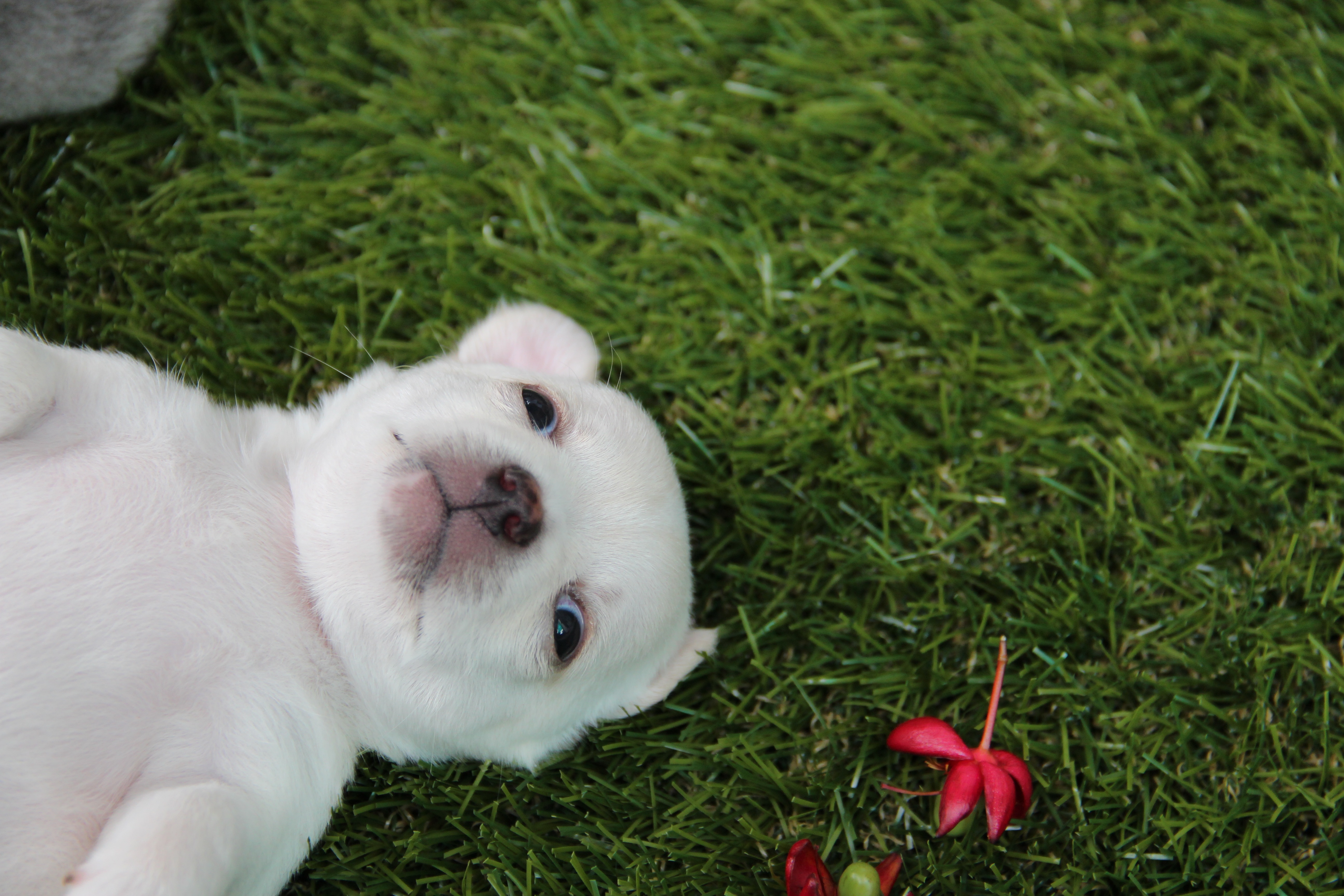 Wallpapers grass puppy dog on the desktop