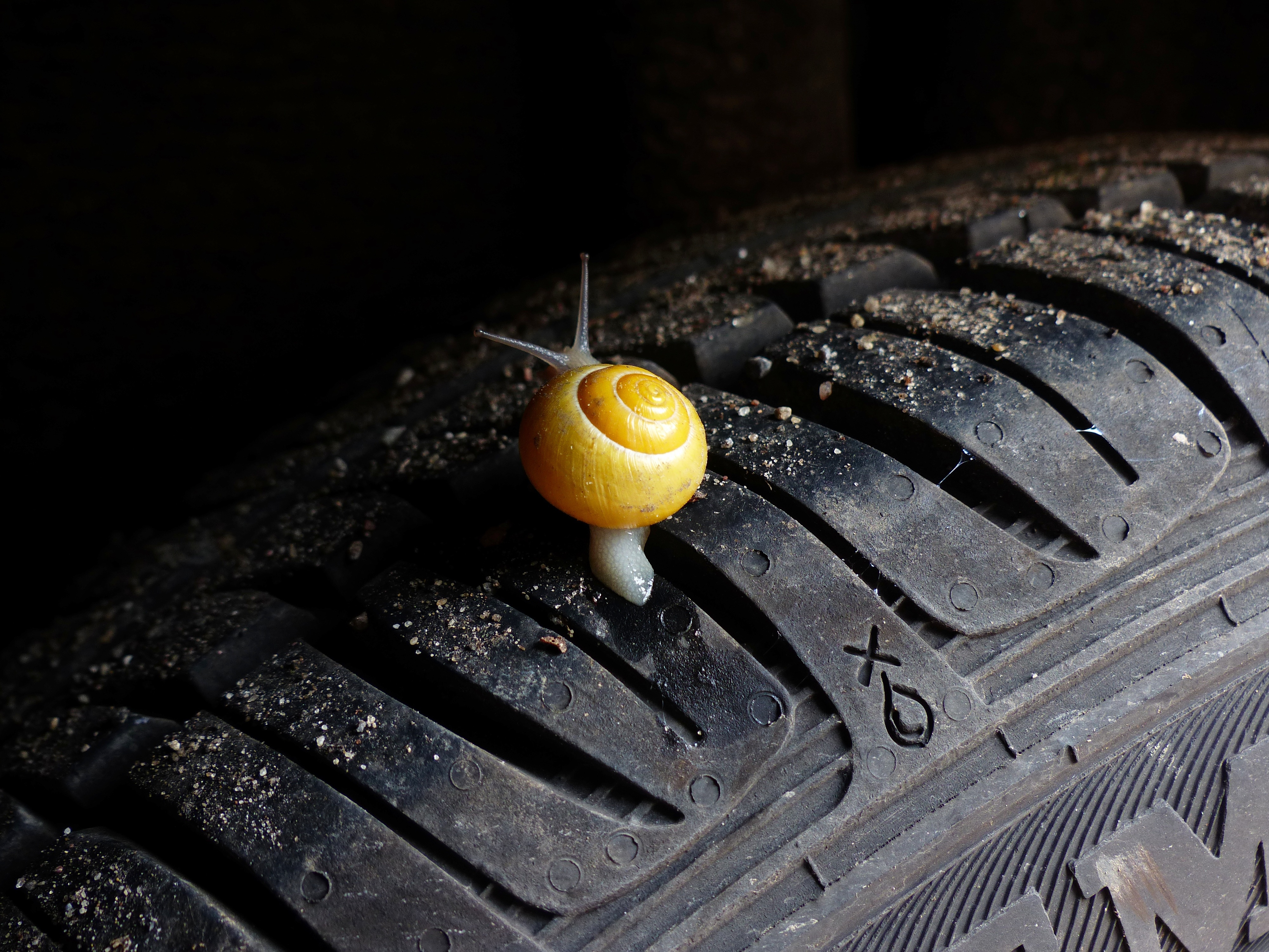 Free photo Yellow snail