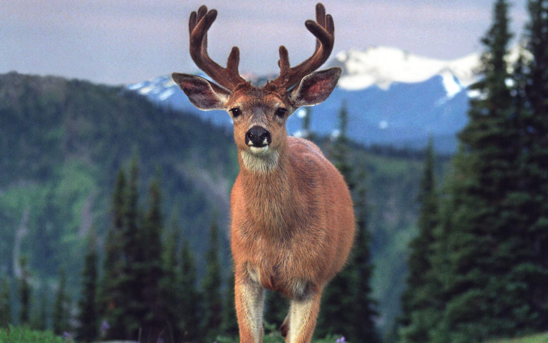 Wallpapers mountains wool deer on the desktop