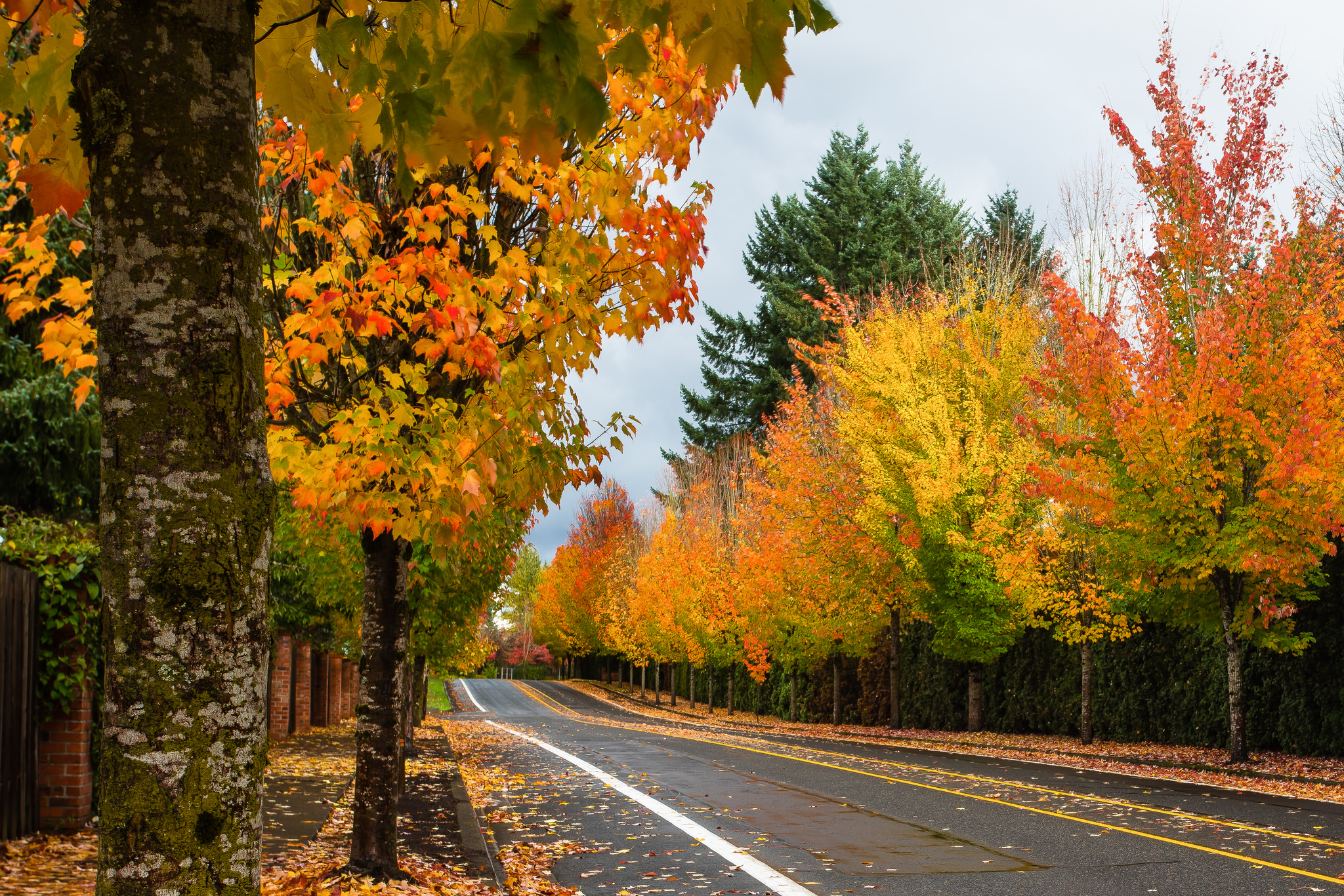 Free photo Autumn road and leaf fall