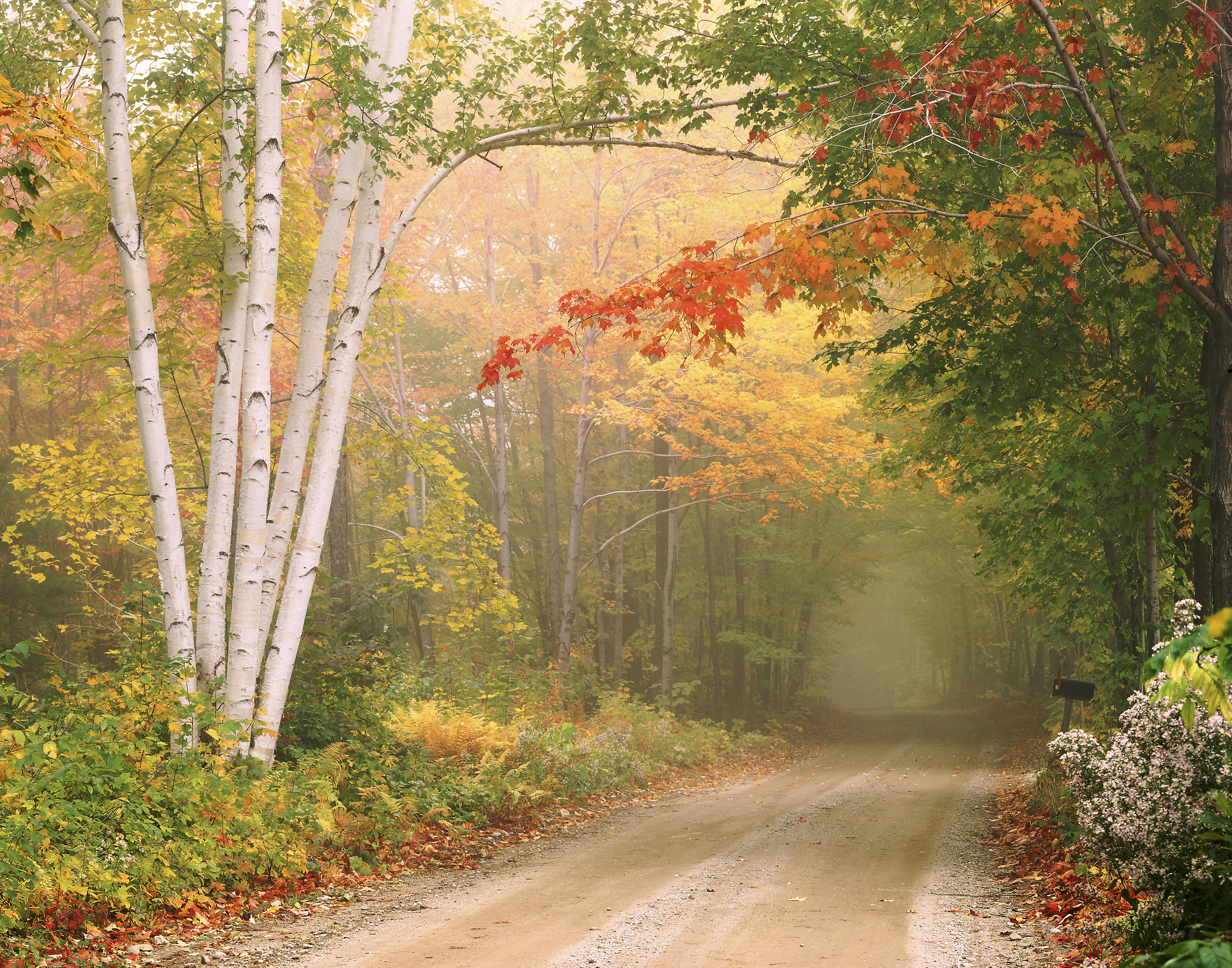 Free photo Fog and autumn road