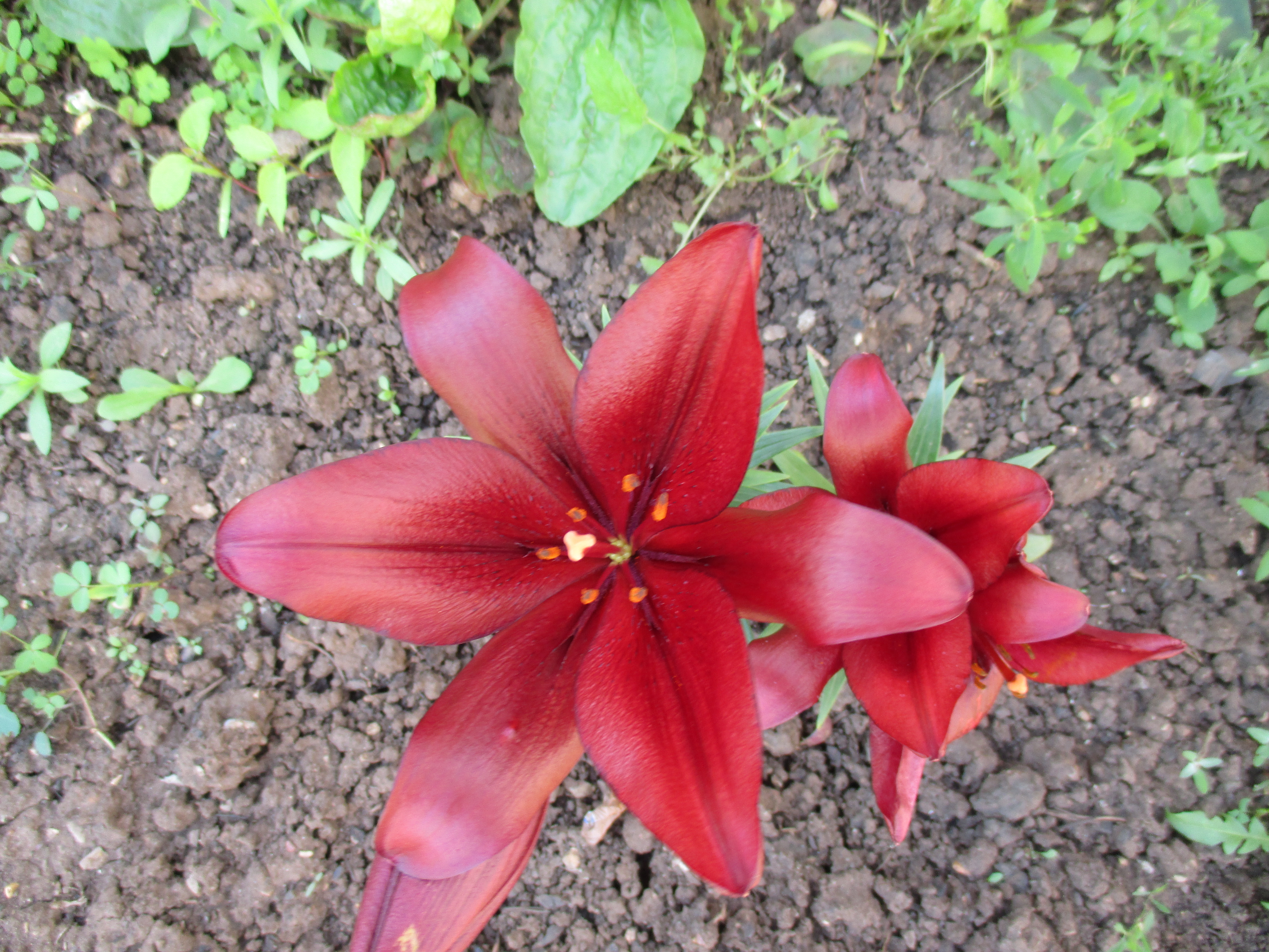 Free photo Two red flowers