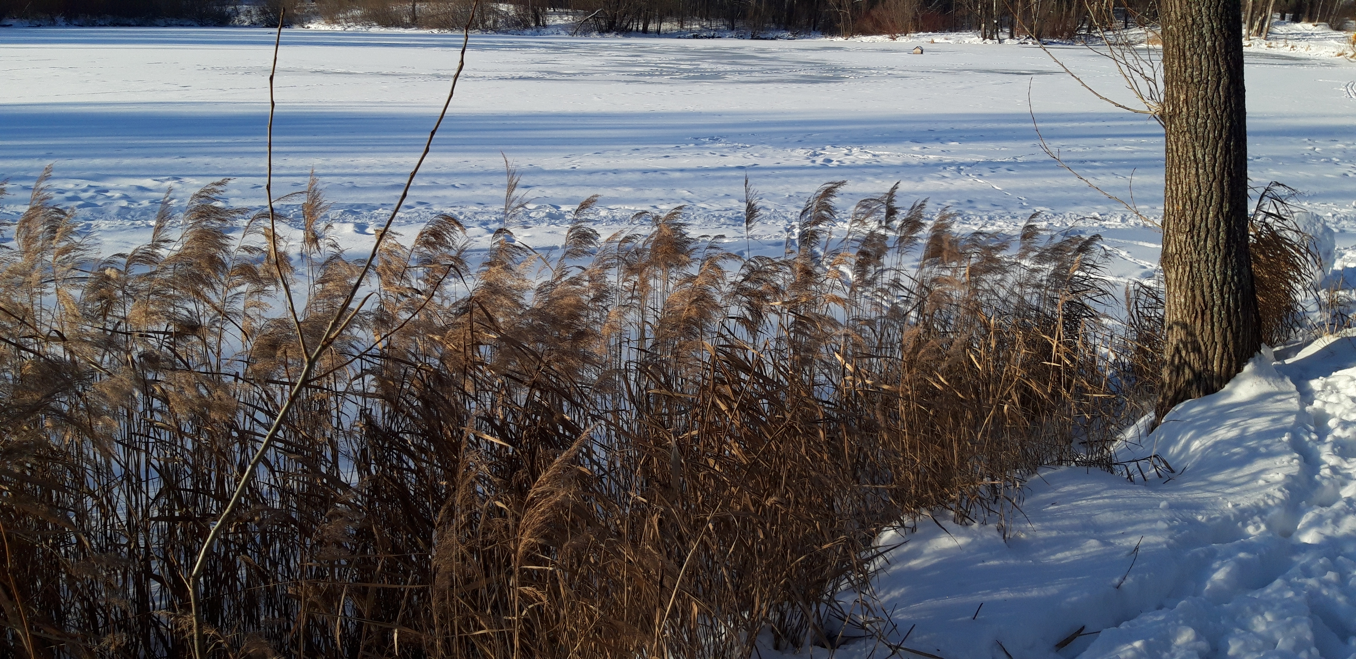 Тростник на замёрзшем озере