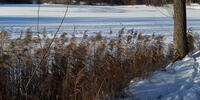 Тростник на замёрзшем озере