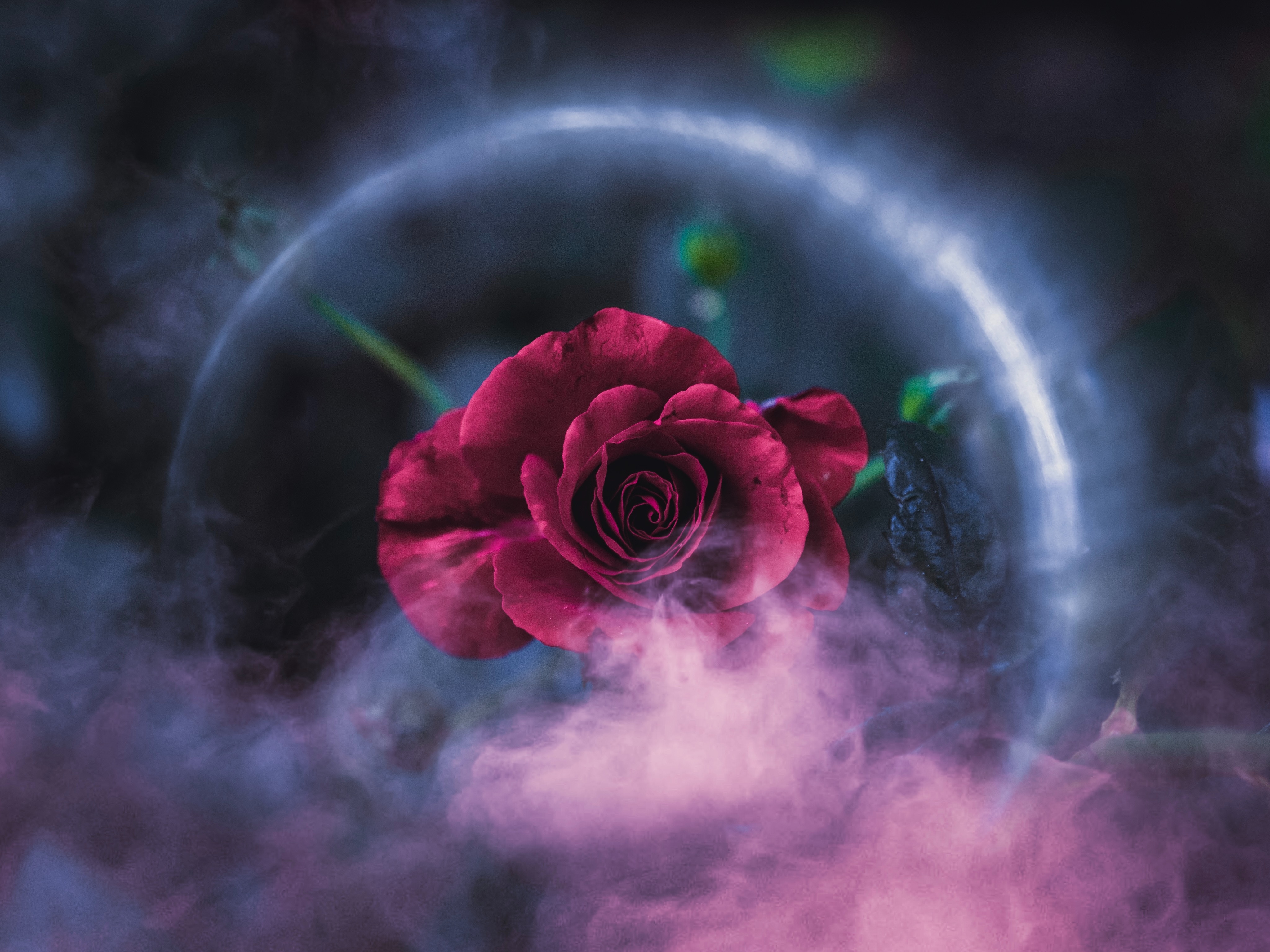 Wallpapers rose flowers photography on the desktop
