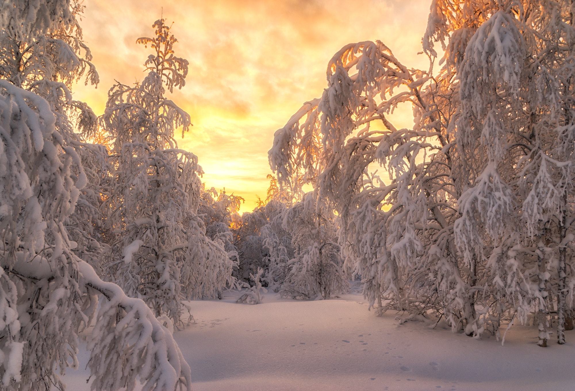 Free photo Trees in the snow