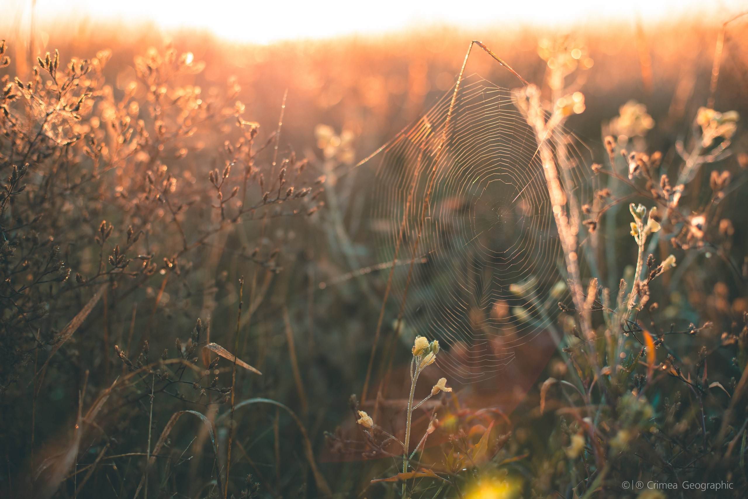 桌面上的壁纸日光 日落 大自然