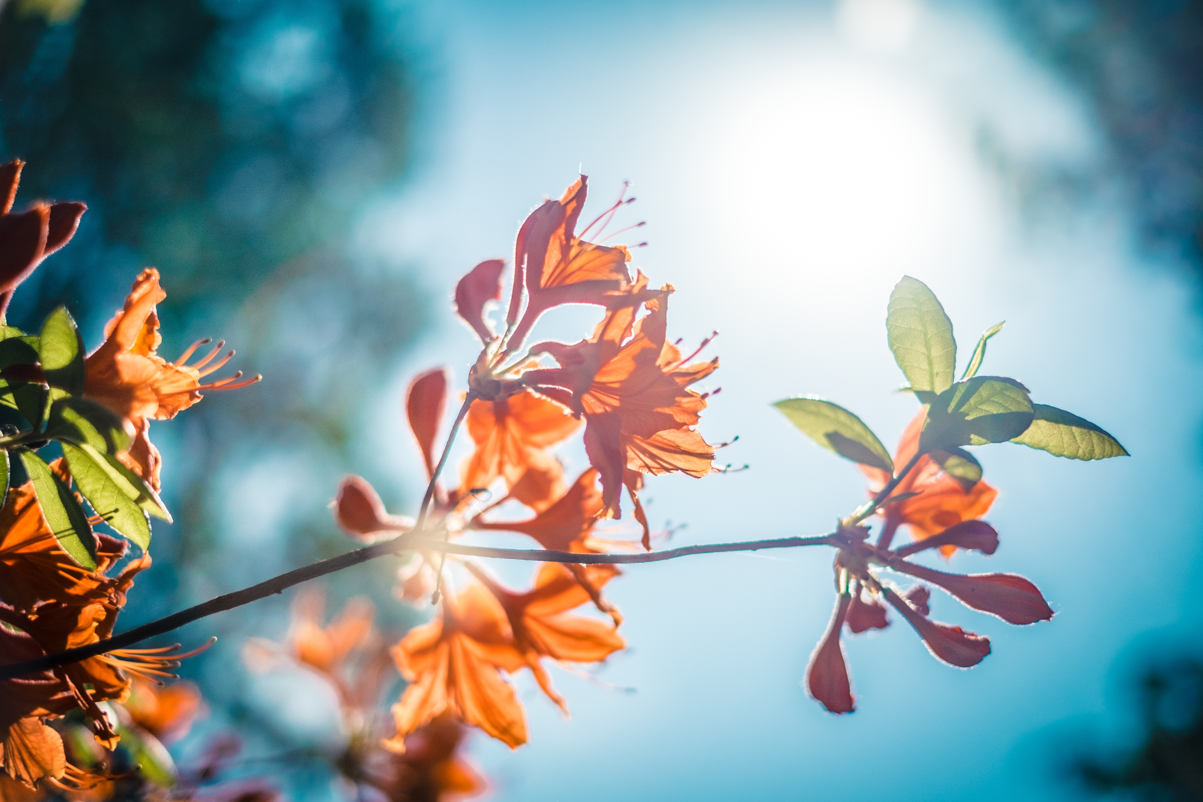 Free photo A branch with flowers on a sunny day