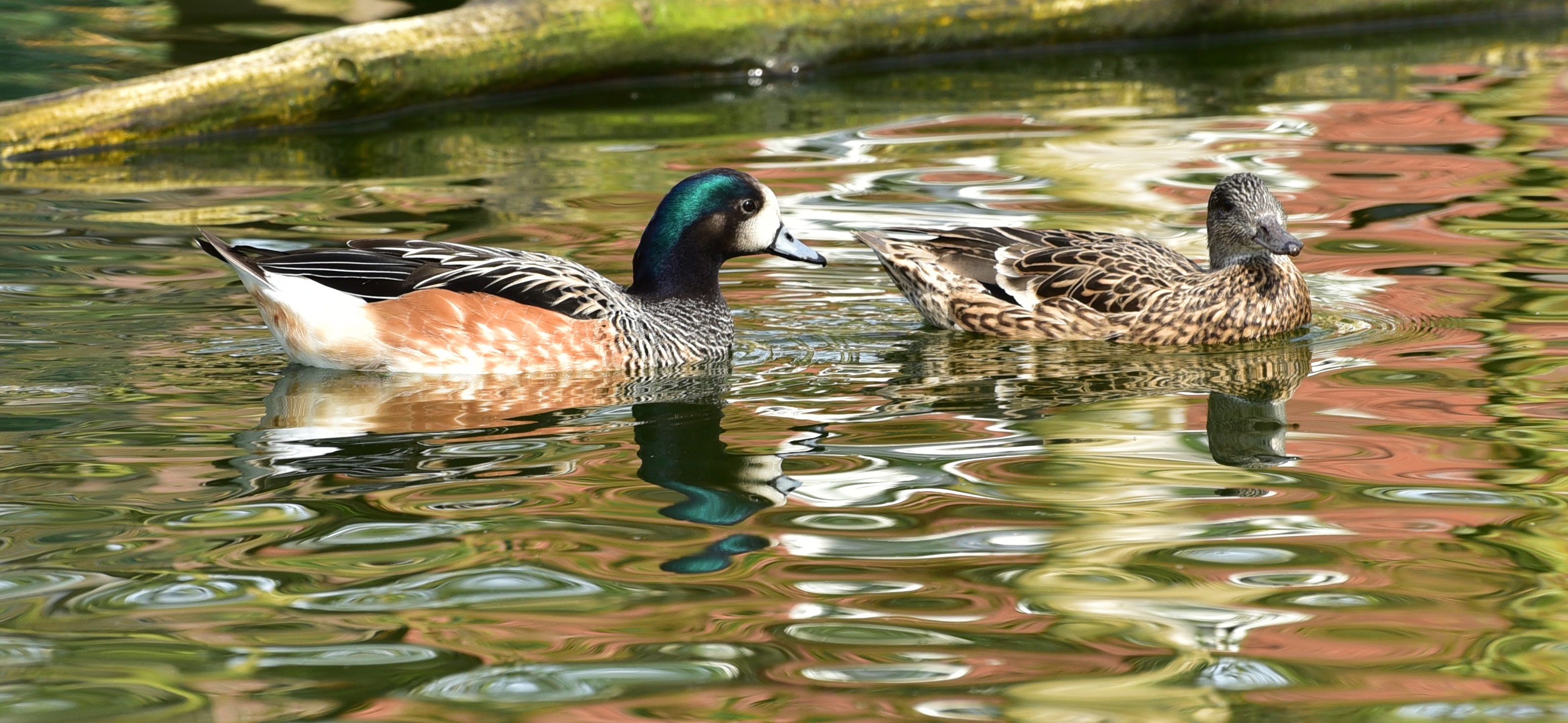 Free photo Duck and drake swimming in a pond