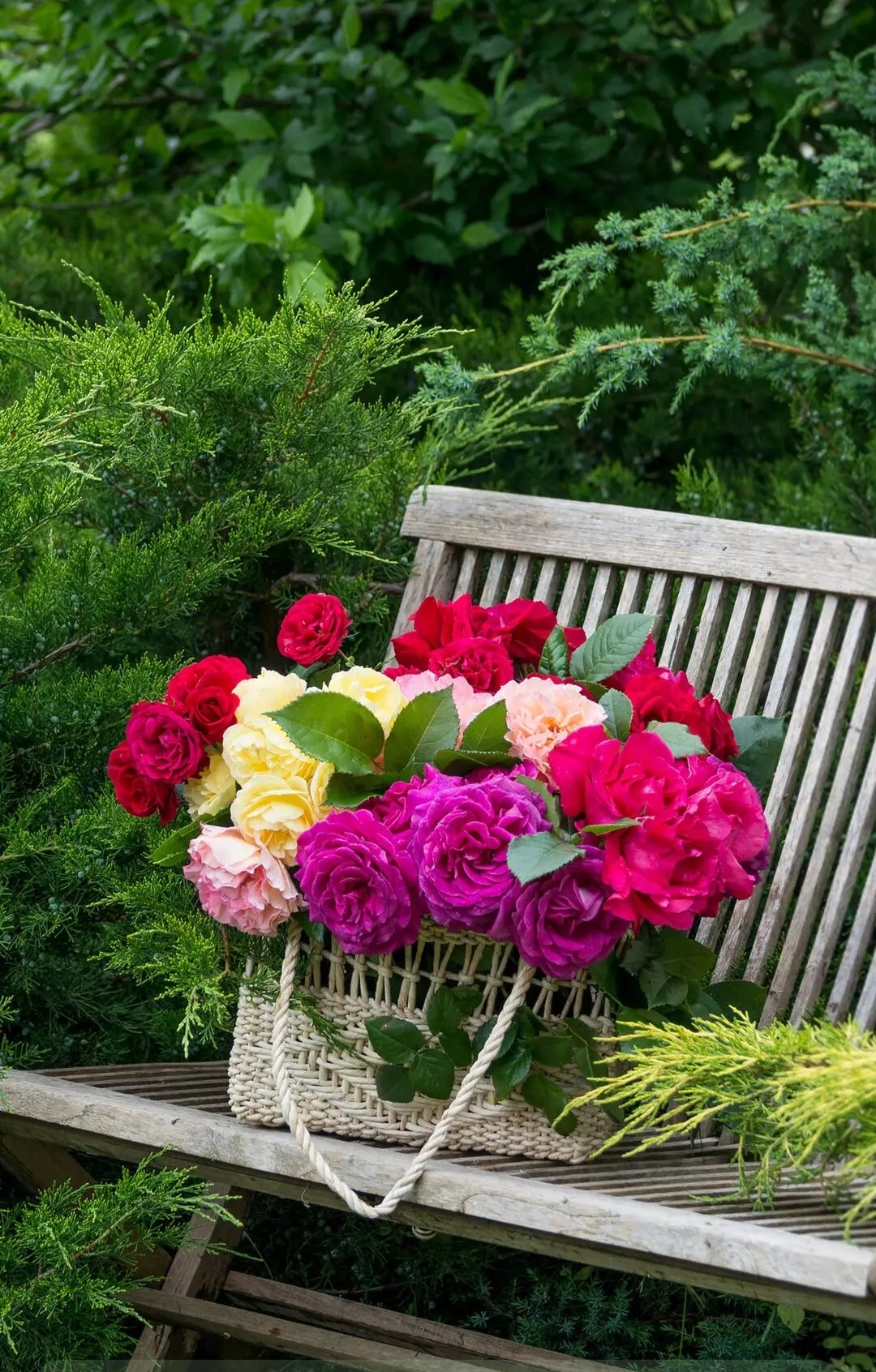 免费照片被遗忘的花篮