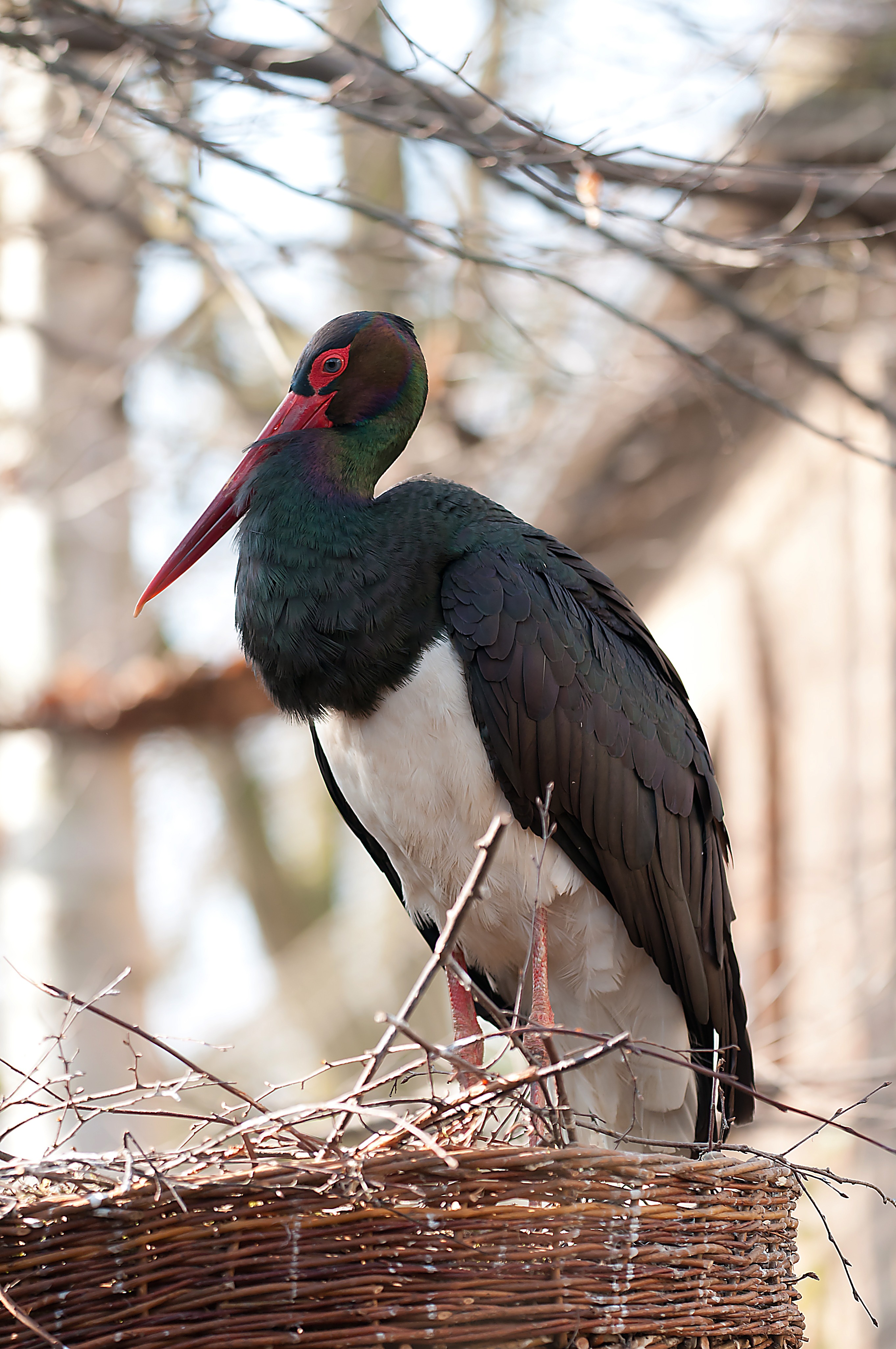 Free photo A black stork in a nest.