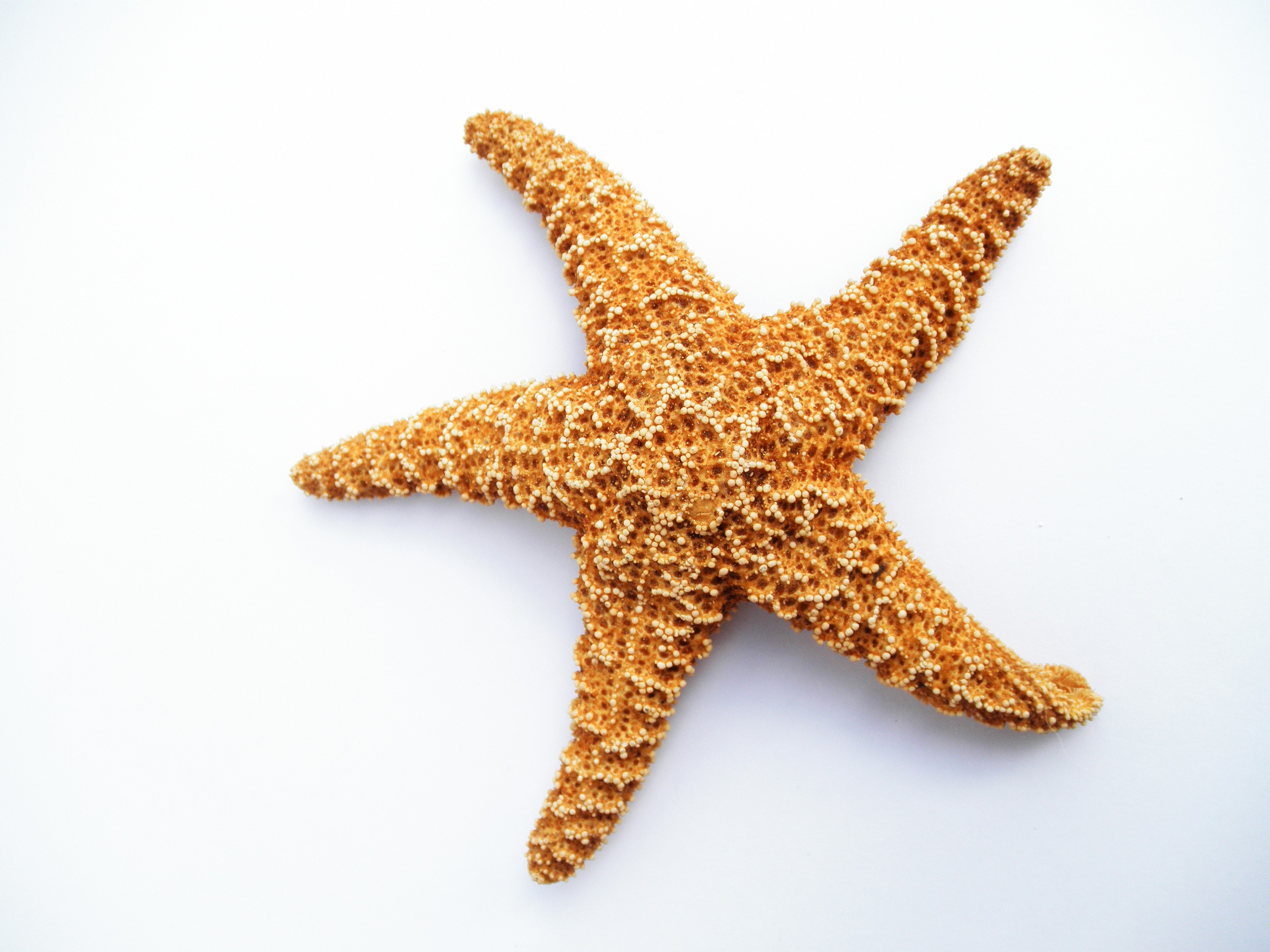 Free photo Starfish on white background