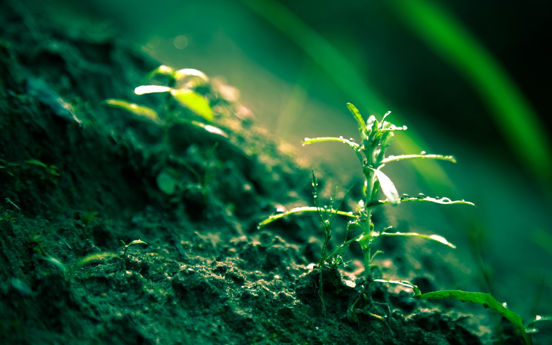 Wallpapers grass sprout surface on the desktop