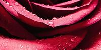 Капли на лепестках розы