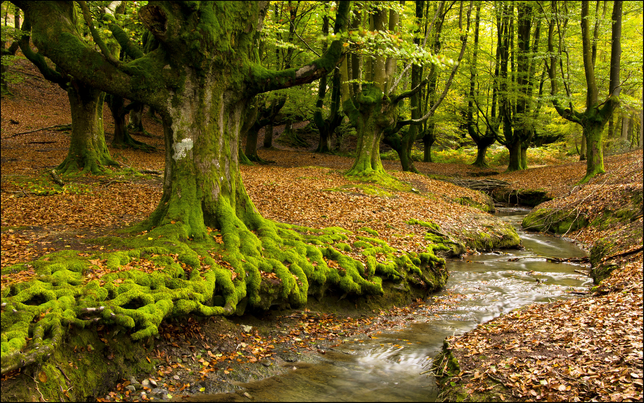 Wallpapers Spain Hayedo de Otzarreta Forest on the desktop