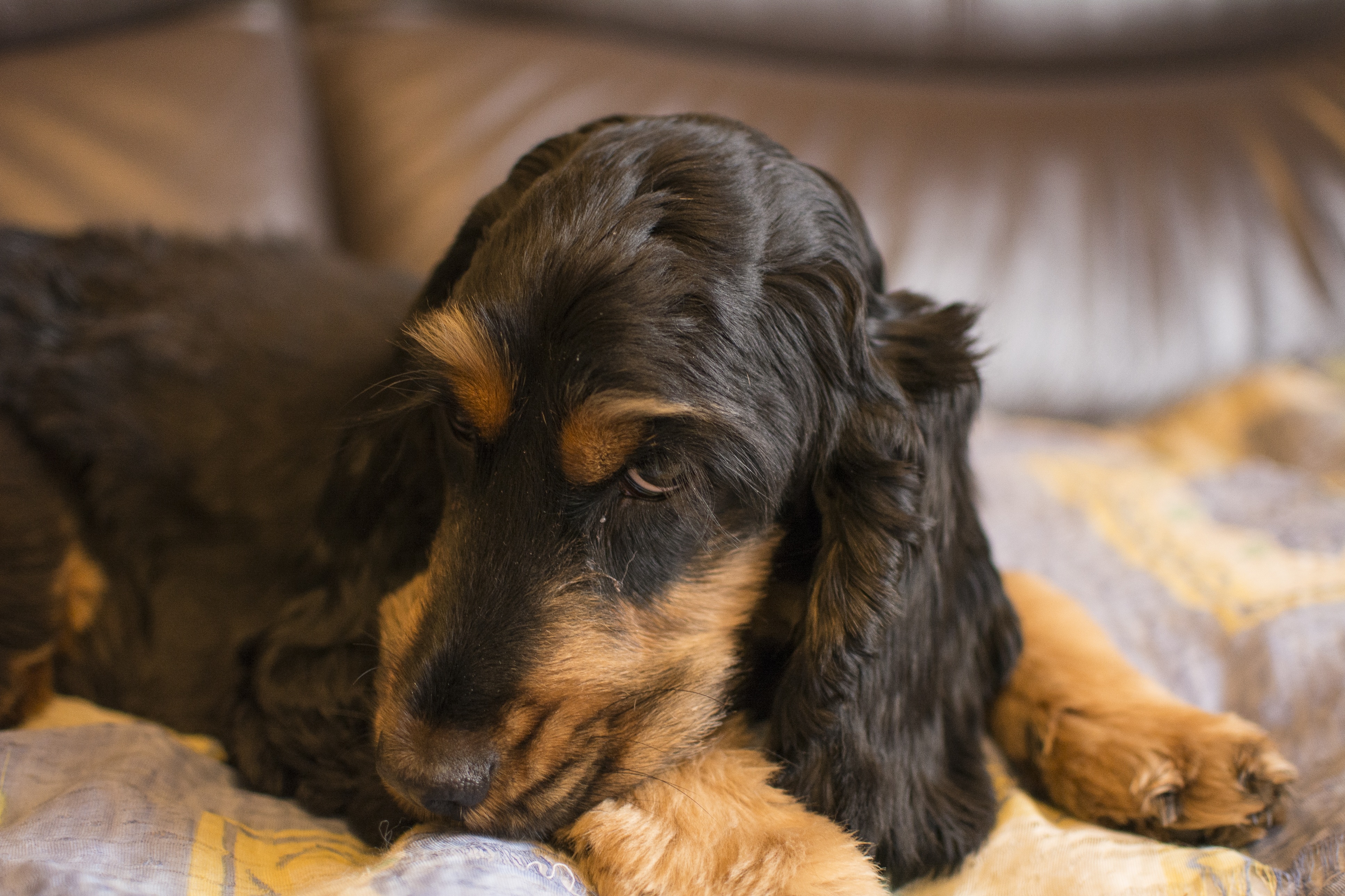 桌面上的壁纸伏卧 英国可卡犬墙纸 狗